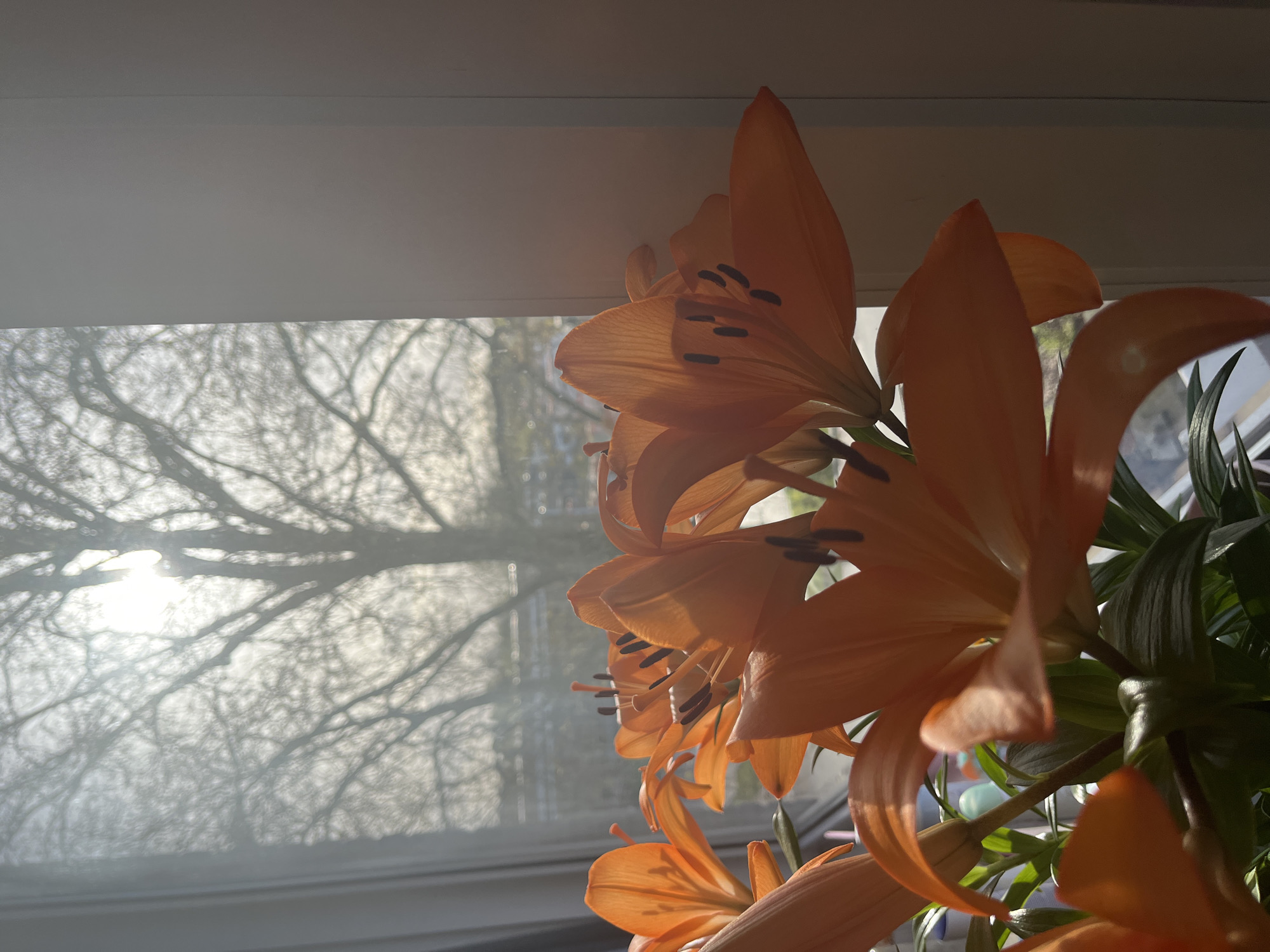 The image depicts a close-up of orange lilies in front of a window. Through the window, a tree with bare branches is visible against a bright, diffused background, possibly indicating sunlight. The lilies are in focus, with details of their petals and stamens clearly visible. The lighting suggests a soft, natural light source illuminating the flowers. The location cannot be determined from this image.