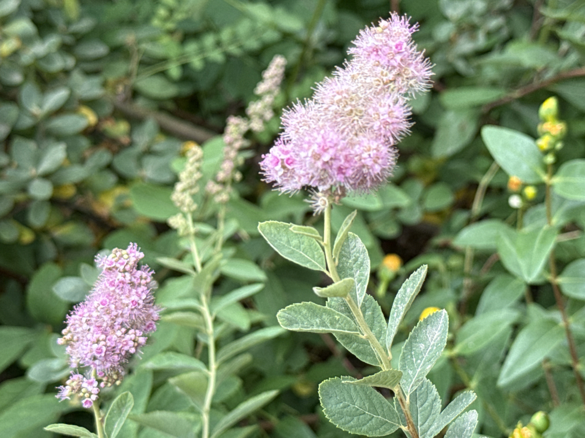 An outdoor, close-up, vertical shot focuses on a flowering shrub with delicate pink flower clusters and serrated green leaves. The flowers are densely packed and appear feathery, with visible stamens. The leaves are a muted green, some showing signs of slight wear or dust. In the background, more greenery and out-of-focus yellow buds are visible. The scene is set within a natural environment, likely a garden or park, in Kołczewo, Poland. No people or animals are present.