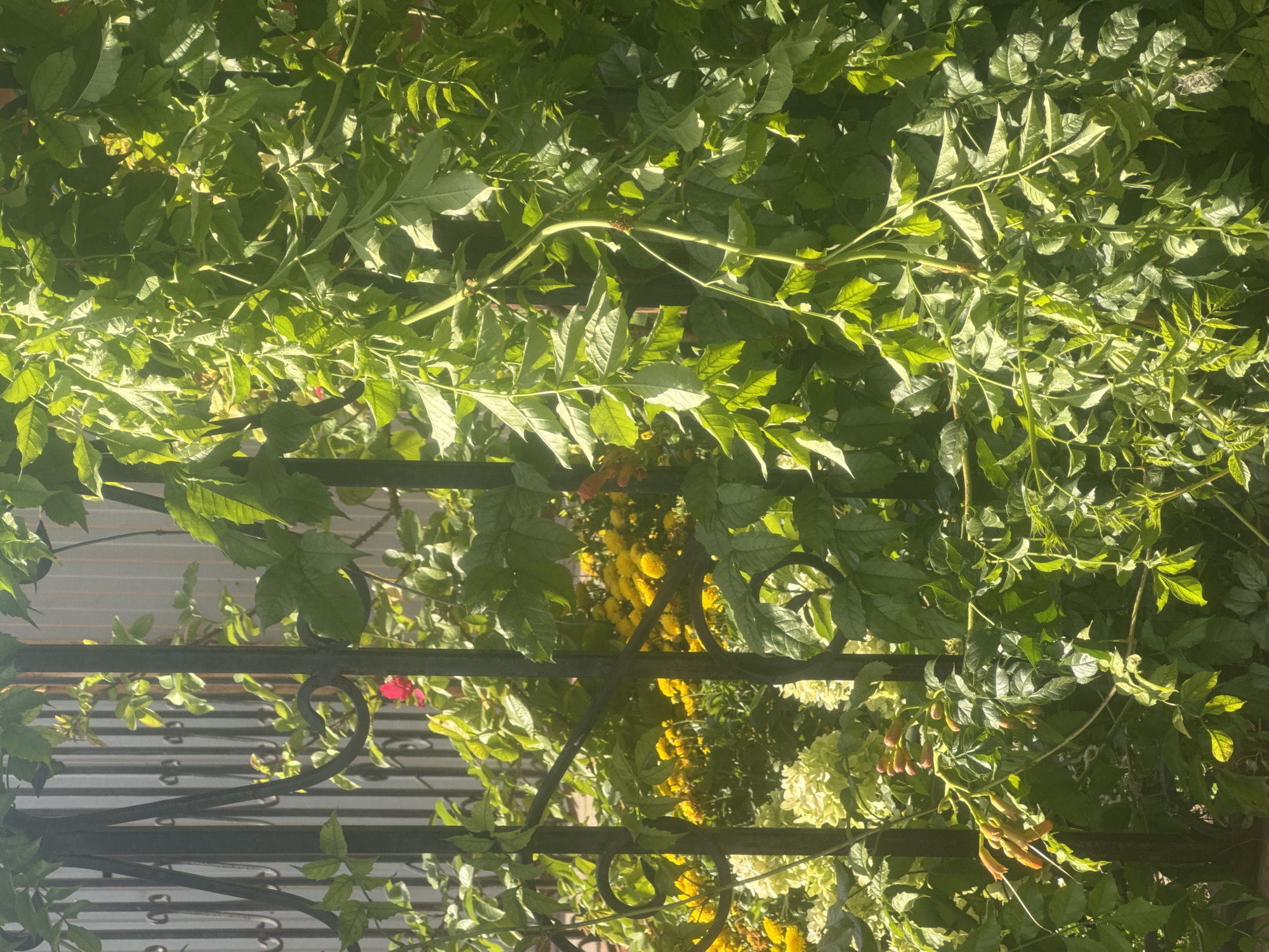 An outdoor, vertical, medium shot captures a dense, sunlit garden scene in Novosergiyevka, Russia. A black wrought iron fence runs vertically through the image, partially obscuring a variety of blooming plants. Lush green foliage dominates the foreground, with some leaves catching the sunlight. Behind the fence, a cluster of yellow flowers, likely chrysanthemums, is visible, interspersed with pale green hydrangeas and a single red rose. A vine with red-tipped buds and orange trumpet-shaped flowers is also present, climbing along the fence. The background shows a grey metal fence or wall, adding a textural contrast to the organic elements of the garden. The overall impression is one of a vibrant, thriving garden bathed in natural light. No people or animals are present.