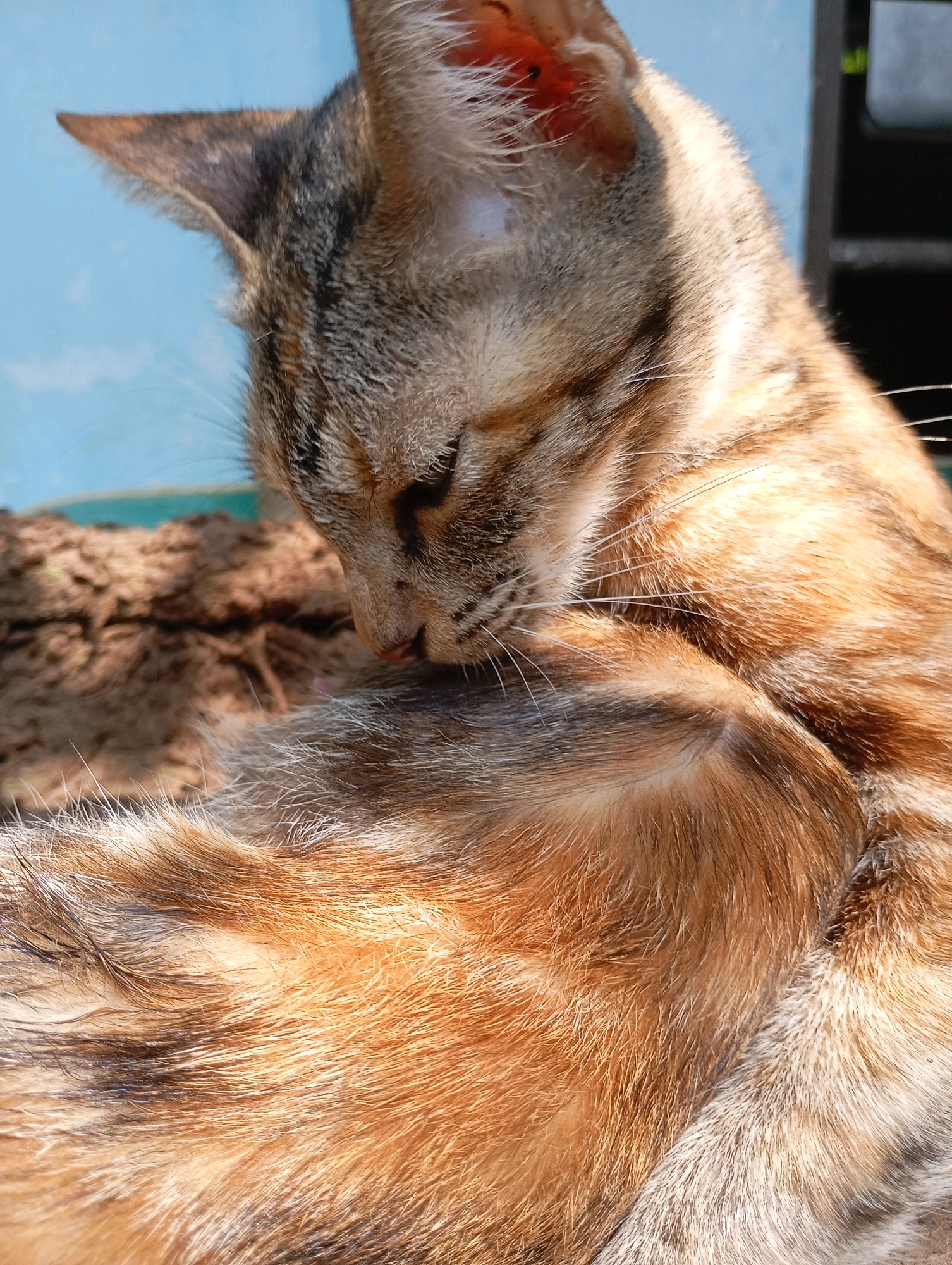 A close-up, eye-level, medium shot shows a domestic cat grooming its fur in Balikpapan, Indonesia. The cat, with tabby markings and ginger and gray fur, is curled up with its head down, licking its chest. The background consists of a blurred, light blue wall and a textured, brown surface that appears to be soil or wood. The lighting suggests an outdoor, daytime setting, with sunlight casting shadows and highlighting the cat's fur.