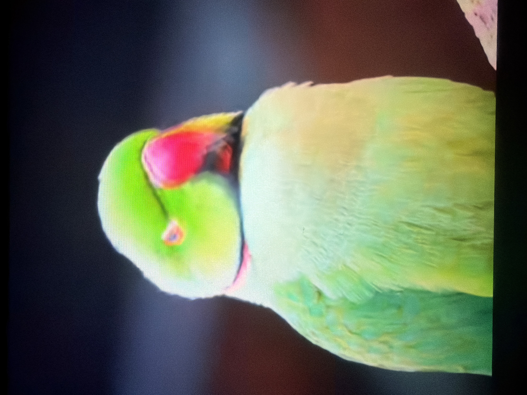 The image shows a close-up, head-on view of a vibrant green parrot. The parrot's head is slightly tilted to the right, and its beak is a prominent bright pink with yellow and red accents. A thin pink band is visible around the parrot's neck. The background is dark and out of focus, with some subtle reddish-brown hues. The parrot appears to be perched on a surface that is partially visible in the lower right corner, which is light-colored with pinkish-purple markings. The image quality is grainy, suggesting it may be a photograph of a screen or a low-resolution capture. The location of Wildwood, United States is not discernible from the image itself.