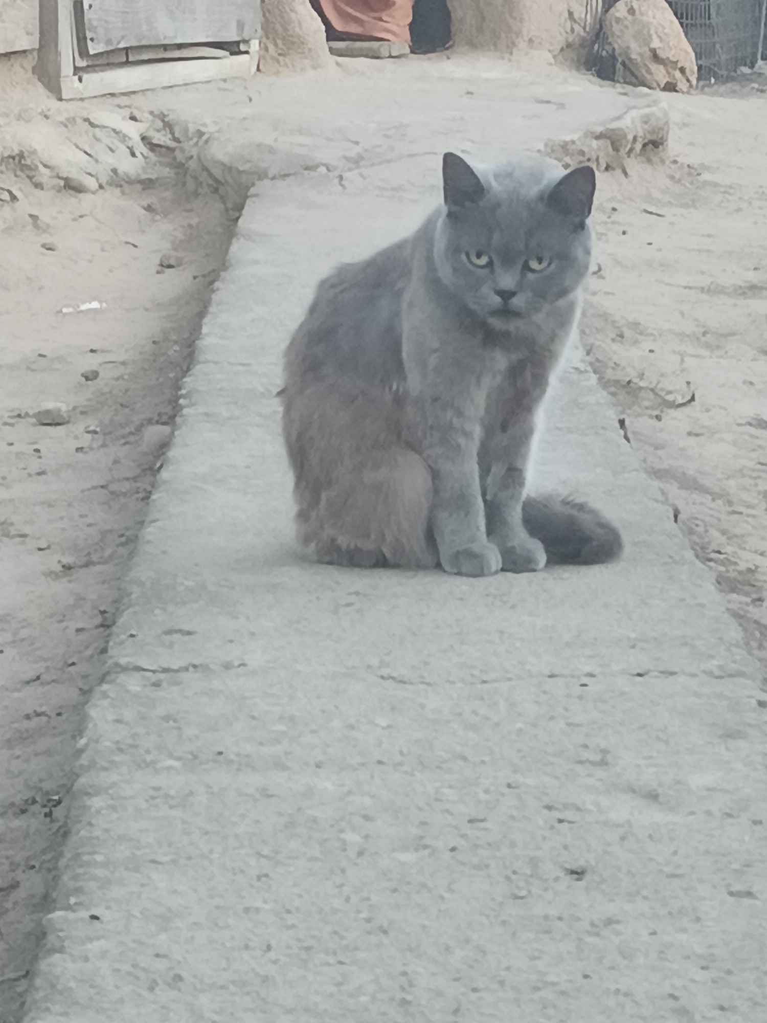 In Vypasne, Ukraine, a grey cat sits on a concrete path. The cat has yellow eyes and is looking towards the camera. The background consists of dirt and some rocks. To the left, a wooden structure is partially visible. The overall scene is an outdoor environment with muted colors.