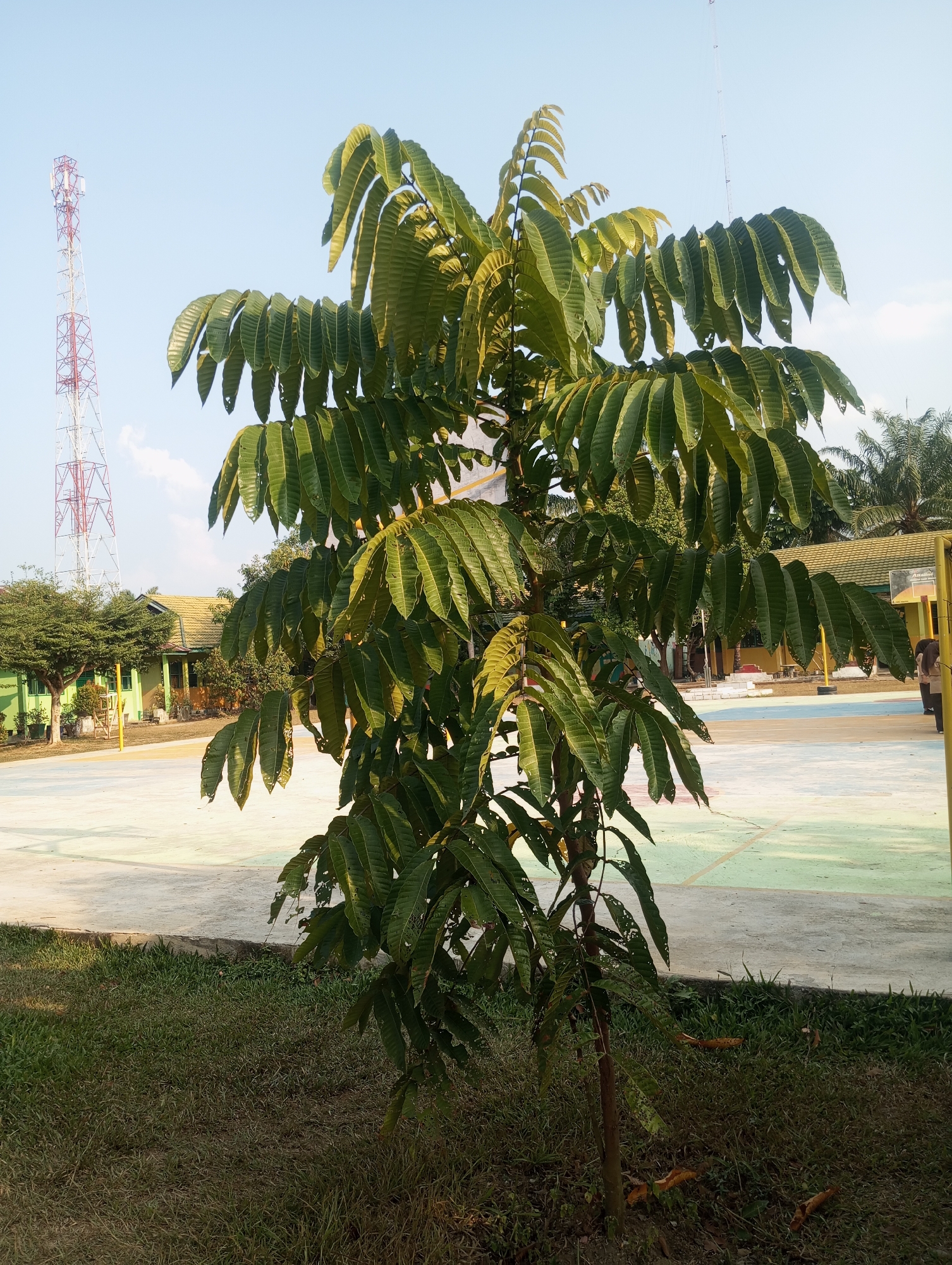 In Pematang Reba, Indonesia, a young tree with large, serrated green leaves stands prominently in the foreground, its trunk thin and brown. The tree is positioned on a patch of grass, which transitions to a paved area behind it. This paved area appears to be a sports court, marked with various colored lines, including white and light green. In the background, a building with a yellow roof and green walls is visible, suggesting a school or similar institution. To the left of the building, a tall, red and white lattice tower, likely a telecommunications mast, pierces the clear blue sky. The sky is largely cloudless, with a hint of white clouds near the horizon. The lighting suggests it is daytime, likely mid-morning or afternoon, with the sun casting some shadows. A person can be seen standing near the right edge of the frame, partially obscured by a yellow pole. The overall scene depicts an outdoor environment, possibly a school campus or recreational area, in a tropical or subtropical setting given the vegetation and clear sky.