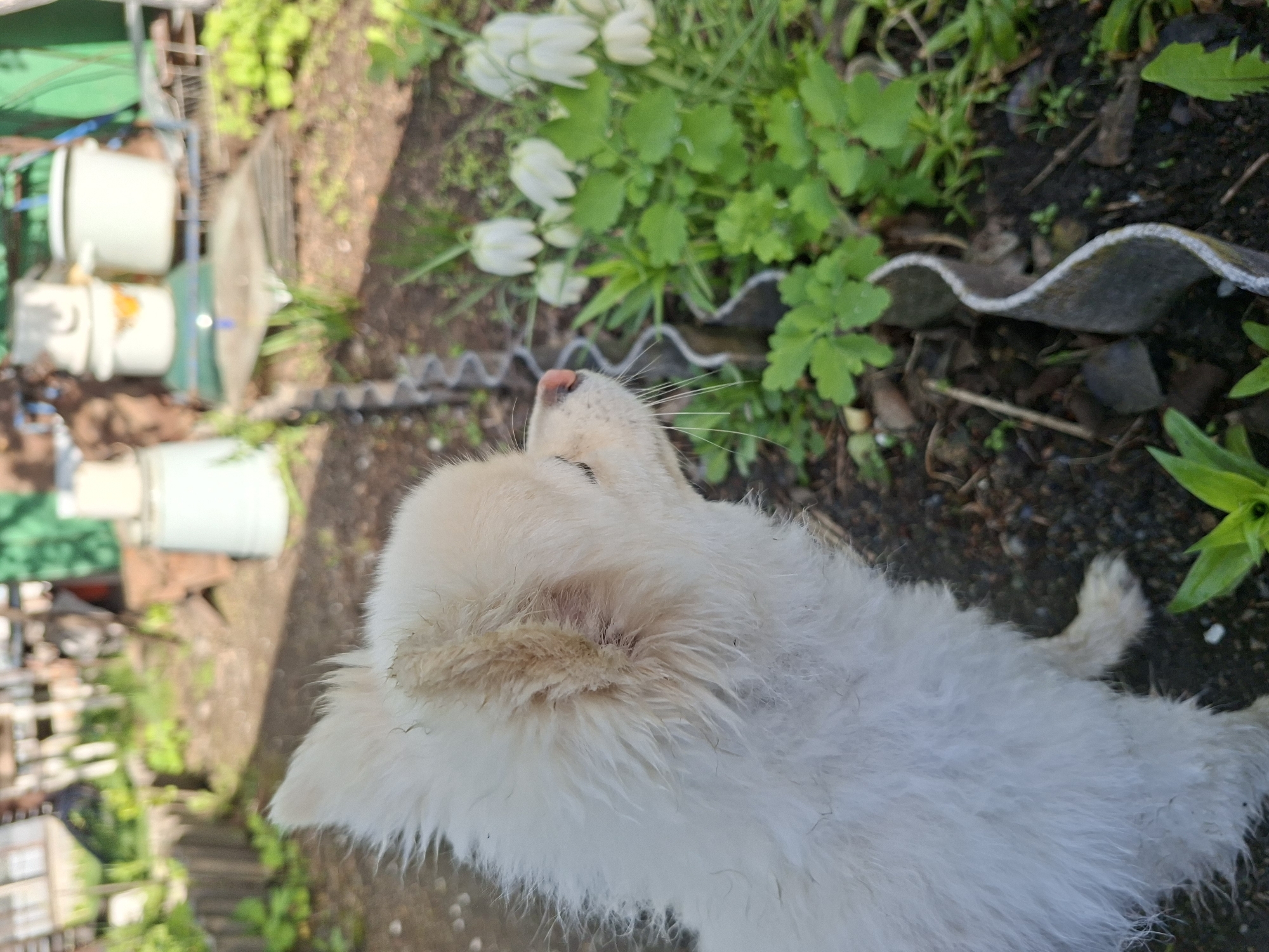 A medium shot depicts a light-colored, fluffy dog lying on its side in an outdoor setting, possibly a garden, in Unknown, Unknown. The dog's head is tilted upwards, revealing a pink nose and whiskers. The surrounding environment includes greenery such as plants and flowers, as well as some debris. There are also objects like metal and white containers in the background. The ground appears to be a combination of soil and various plant materials.