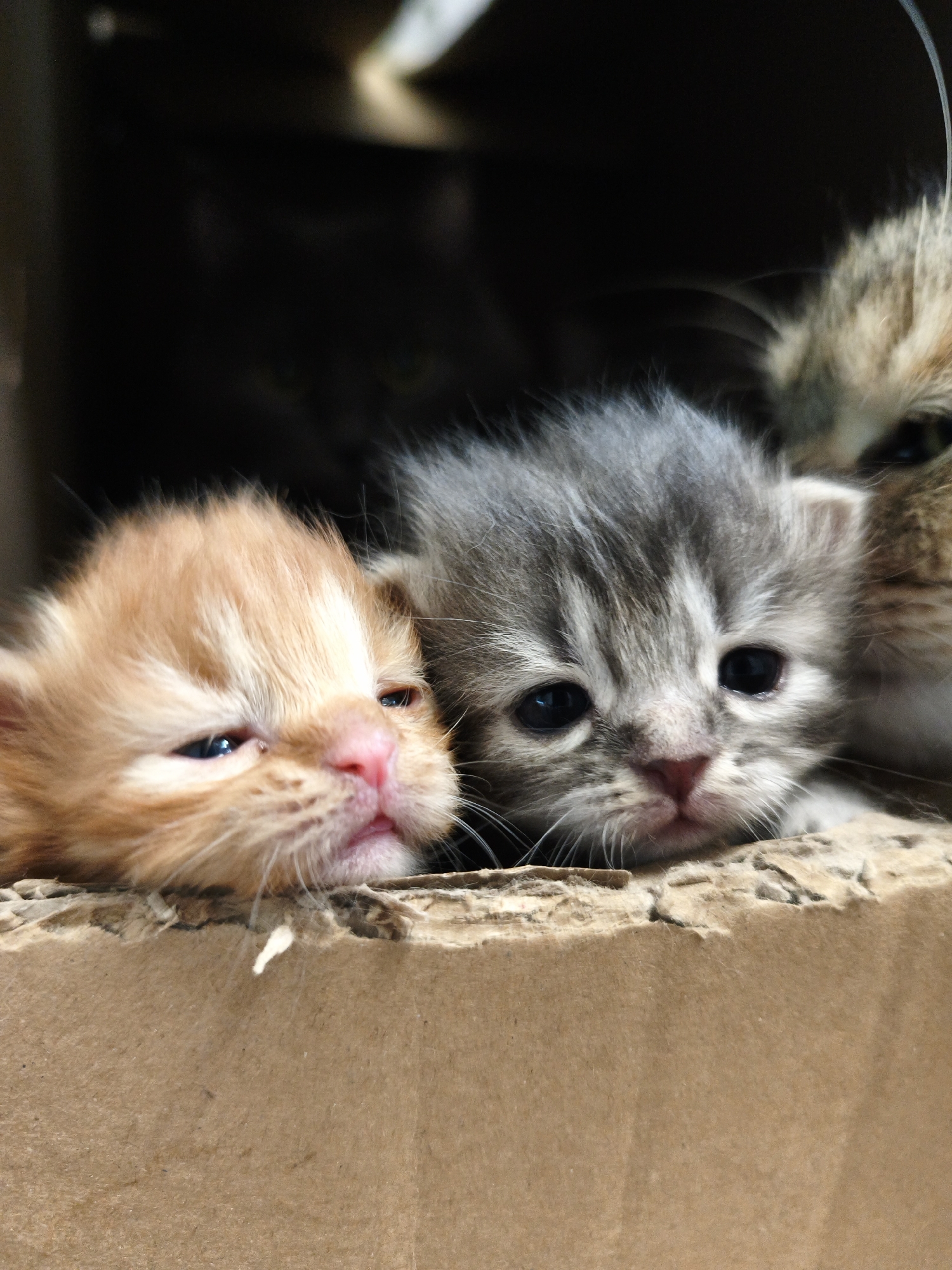 An extreme close-up shot shows the faces of three kittens peeking over the edge of a cardboard box. The kitten on the left is light orange and appears sleepy, with its eyes partially closed. Next to it, a grey tabby kitten looks forward with wide, dark eyes. To the right of the tabby, another kitten's face is partially visible, appearing to be a mix of brown and tan fur. The kittens are nestled in dark, shadowy interior of the box, with the rough texture of the cardboard forming the foreground. The lighting is soft and comes from an unseen source above. The location is Unknown, Unknown.