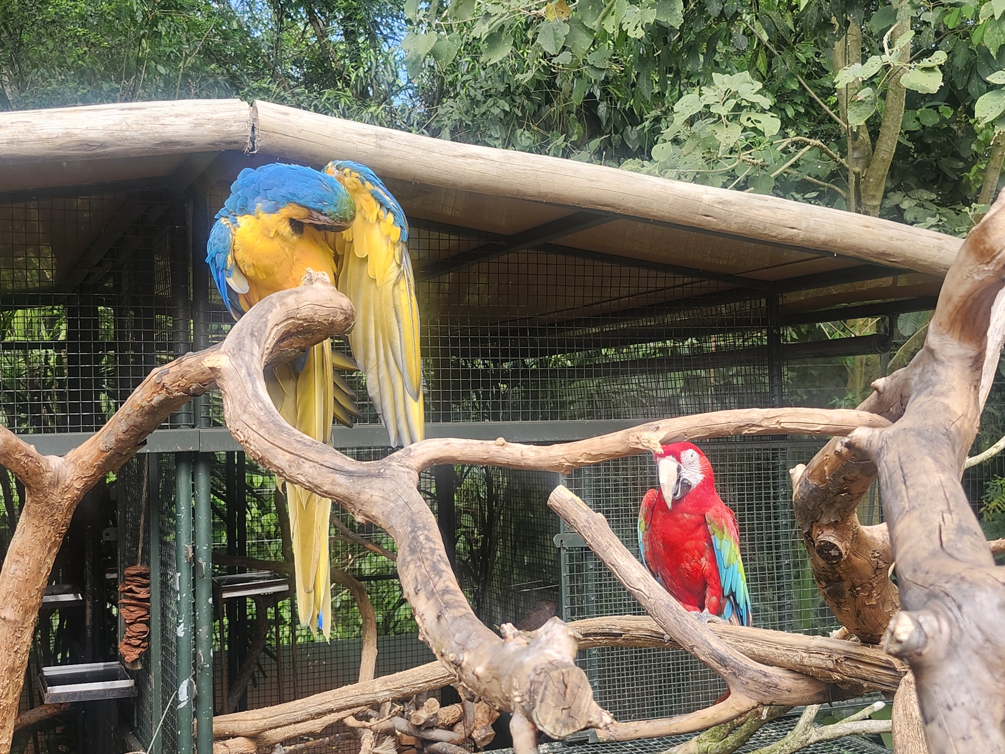 This image, taken in Foz do Iguaçu, Brazil, depicts two macaws perched on branches within an aviary. On the left, two blue-and-yellow macaws are nestled together, one appearing to preen or sleep with its head tucked. On the right, a vibrant red, green, and blue macaw is perched facing left, with its beak slightly open. The aviary features a wooden roof structure and a wire mesh enclosure. The background consists of lush green foliage and trees, suggesting an outdoor environment. The ground appears to be covered in natural debris.