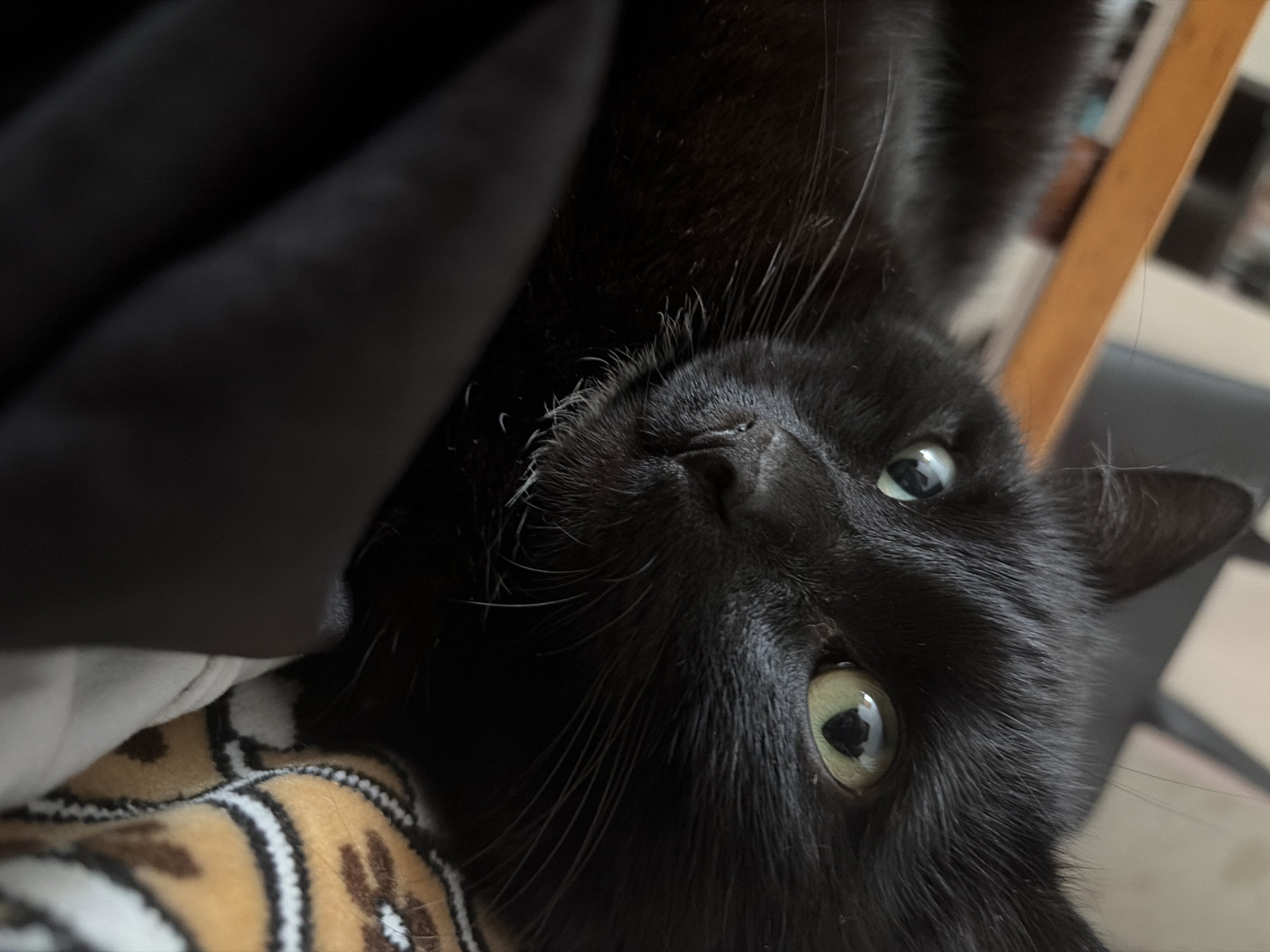A black cat with green eyes is lying down on a black cloth, with a blanket with a tiger-like pattern partially visible. The cat is looking towards the right side of the image with its head tilted. Its fur is sleek and black. The environment is dimly lit, and there is a wooden object visible in the background.