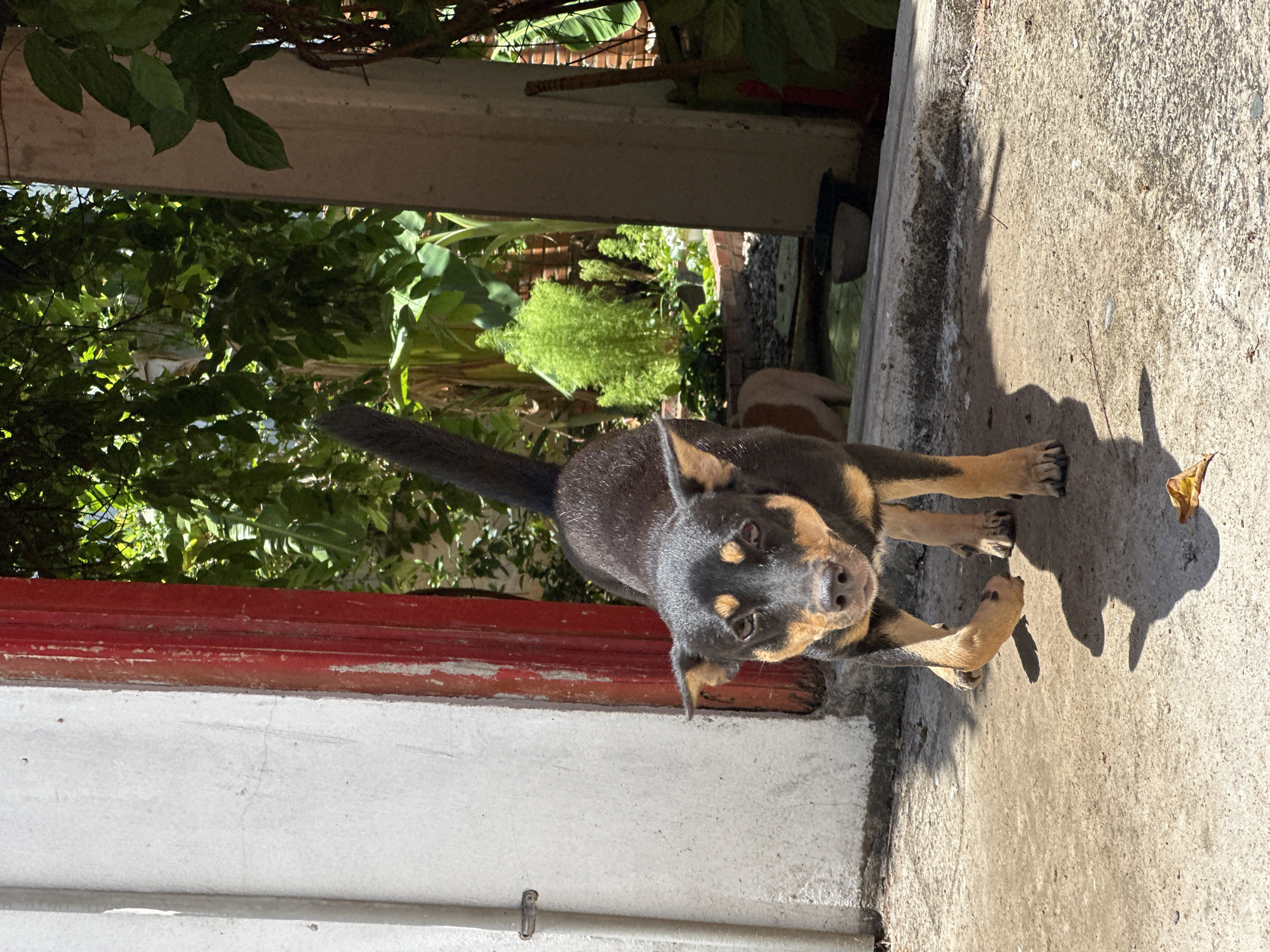 A brown and black puppy stands on a concrete surface adjacent to a white wall with a red trim. The background shows lush green foliage and a glimpse of a building structure. The location is likely in Mũi Né, Vietnam, though specific identifiers within the image do not guarantee this.