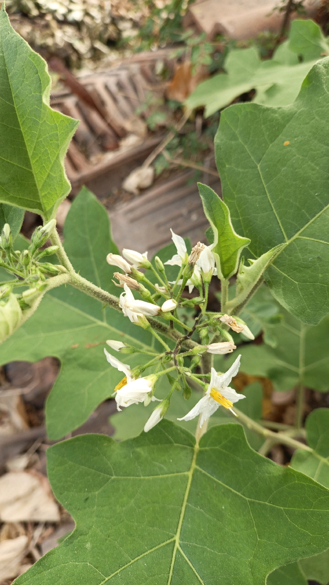 A close-up, vertical shot captures a branch of a plant with small white flowers and green leaves, likely located outdoors in a natural or garden setting within the city of Cikal, Indonesia. The flowers, some fully bloomed and others in bud, display delicate white petals with yellow stamens. The leaves are broad and green, with prominent veins, and the stem is thin and covered in fine hairs and small thorns. The background is softly blurred, showing hints of dry leaves, twigs, and what appears to be a rough, textured surface, possibly a path or ground cover, suggesting an uncultivated or semi-wild environment. No people or animals are visible in the frame.