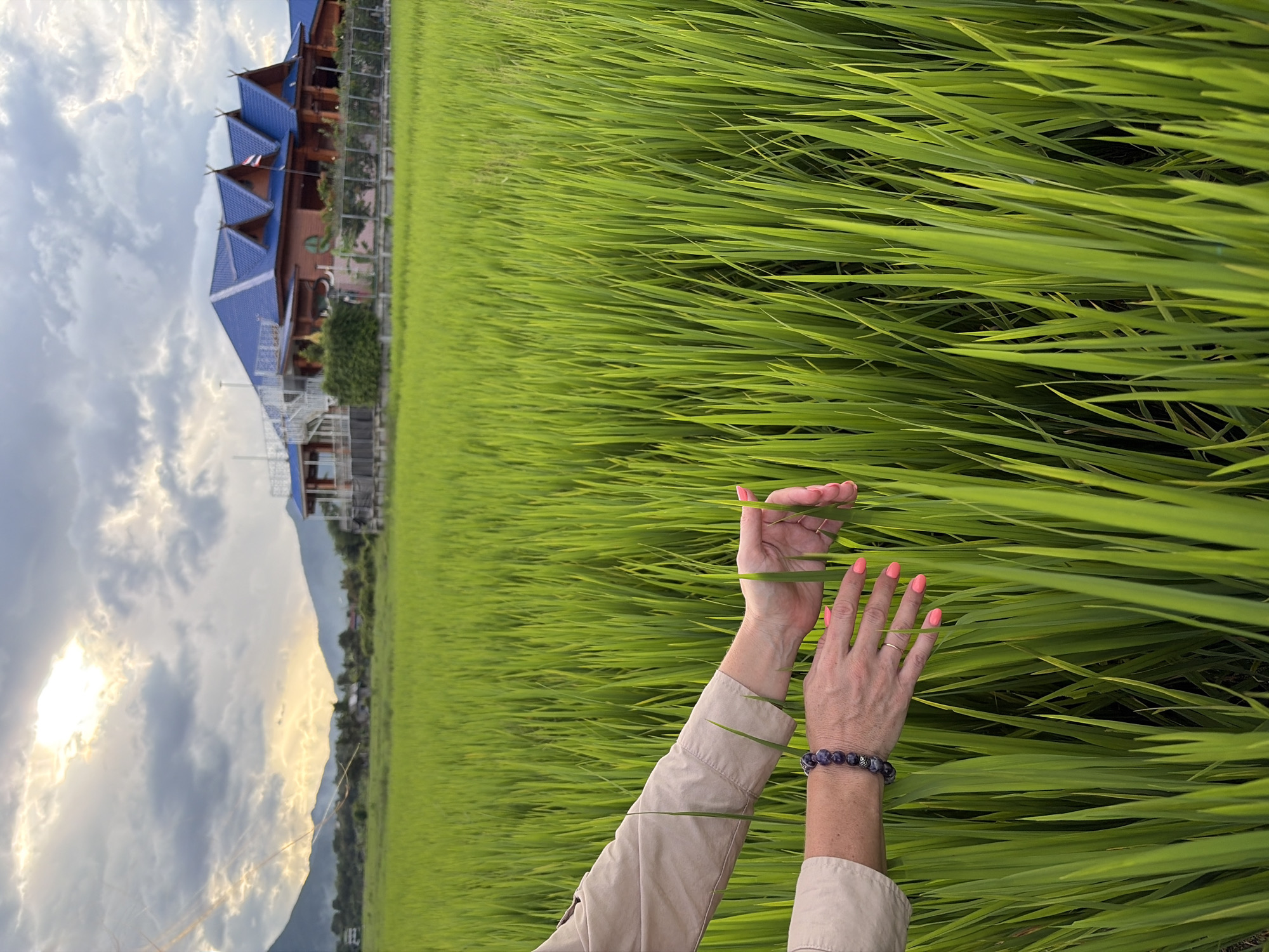 In Ban Pong, Thailand, an image captures a person's hands reaching into a vibrant green rice paddy. The sky above is dramatic, with heavy clouds partially obscuring the sun, casting a soft light over the landscape. In the distance, traditional Thai-style buildings with blue roofs stand prominently, nestled against a backdrop of rolling hills. The foreground is dominated by the lush, dense stalks of the rice field, creating a sense of natural beauty and agricultural richness. The person's hands, with bright pink fingernails, gently touch the rice stalks, suggesting an interaction with the environment. A beaded bracelet adorns one wrist, adding a personal touch to the scene. The overall impression is one of peaceful coexistence between human activity and the natural world.