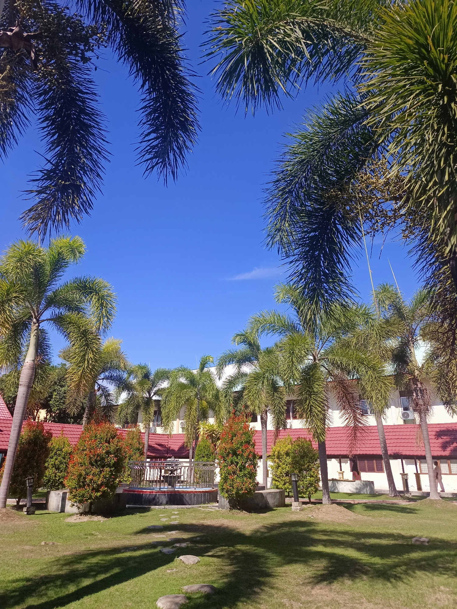 A wide-angle, eye-level shot captures a tranquil scene in Mesjid Reuntoh, Indonesia, bathed in bright daylight under a clear blue sky. The foreground is a lush green lawn, dappled with the shadows of palm trees. A path of flat, grey stones winds across the grass. To the right, a building with white walls and a red tiled roof is visible, featuring several windows and an air conditioning unit. In front of the building, a row of mature palm trees stands tall, their fronds reaching towards the sky. Between the palm trees, a circular fountain is enclosed by a decorative metal fence. Behind the fountain, several smaller, manicured bushes with red foliage add pops of color. A single streetlamp stands to the left of the fountain. A lone figure, a person in a light-colored shirt, walks away from the camera on the right side of the frame. The composition is framed by the dramatic silhouettes of large palm fronds in the upper portion of the image.