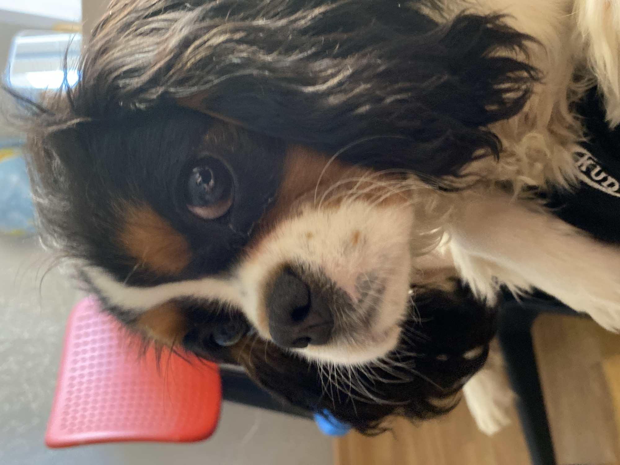 A close-up, slightly tilted view of a Cavalier King Charles Spaniel dog's head. The dog has tri-color fur (black, white, and tan) and is looking up at the camera. A red and blue object is visible in the foreground near the dog’s face. The location is not discernible from the image.
