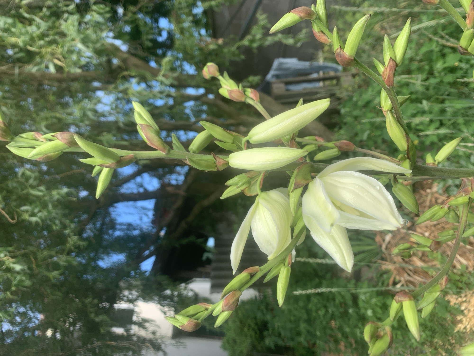 In a garden setting, a tall, flowering yucca plant with white blossoms and numerous green buds is in focus. The plant is centered, with a blurred background of green foliage, trees, and a hint of a building. Sunlight illuminates the scene, creating dew drops on the petals of an open flower. The image appears to be taken from a low angle, looking up at the plant.