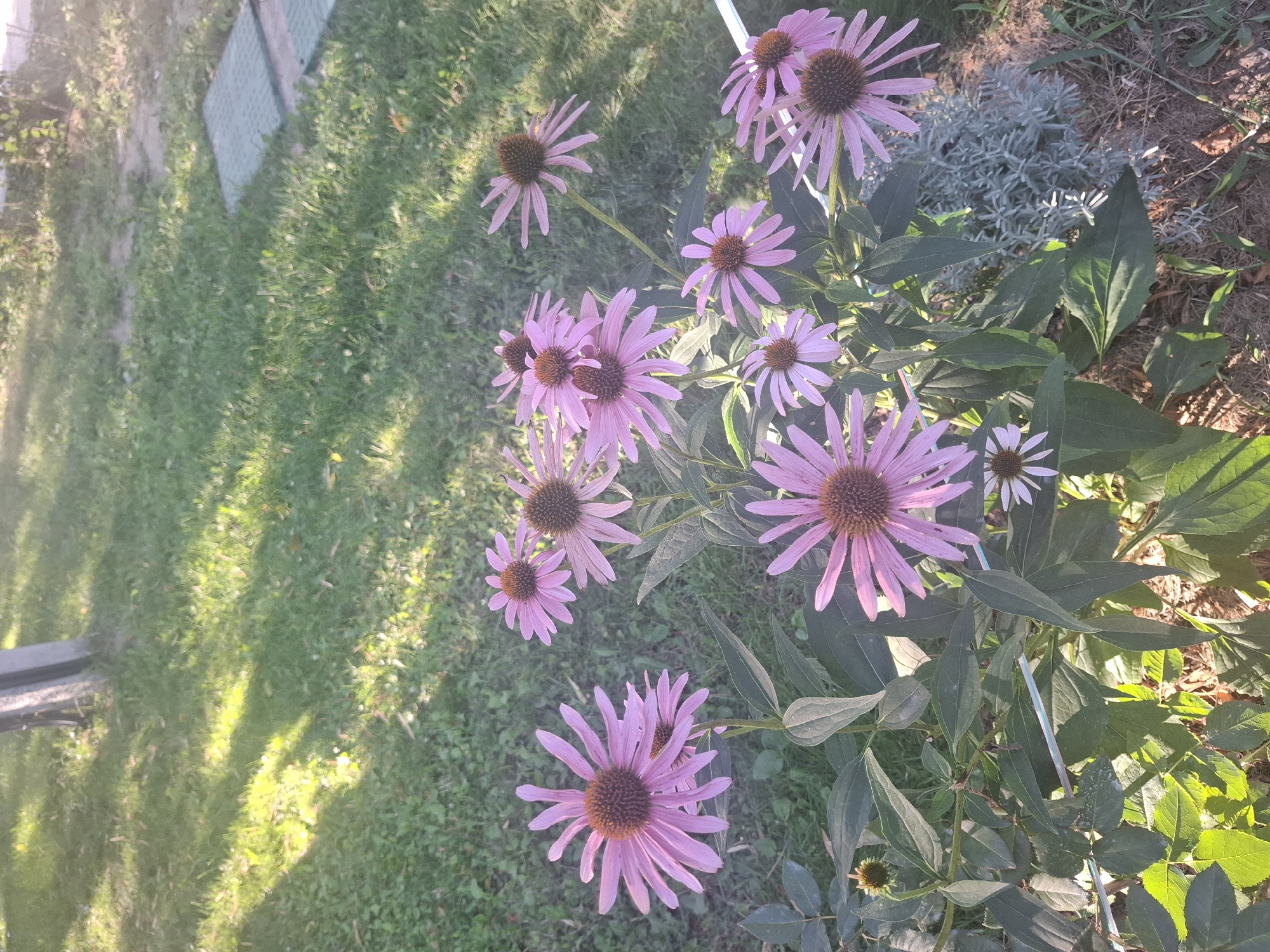 In Vadul lui Voda, Moldova, a close-up, eye-level shot captures a cluster of purple coneflowers in a garden. The flowers, with their distinctive spiky petals and dark brown centers, are the primary subjects, some in full bloom and others with buds. The backdrop consists of lush green grass, dappled with sunlight and shadows, suggesting an outdoor setting in the late afternoon or early morning. In the upper left, the base of a light-colored pole, possibly a street lamp or utility pole, is visible, partially obscured by the greenery. To the right, two square, textured green covers, likely manhole or utility access points, are embedded in the ground. The overall scene is one of natural beauty, with the vibrant flowers contrasting against the textured earth and manicured lawn.