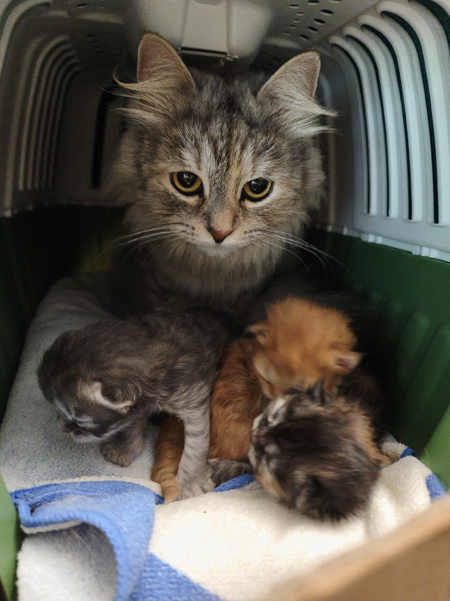 A mother cat and her kittens are inside a plastic pet carrier. The mother cat, a long-haired tabby, is at the back of the carrier, looking at the camera with large, yellow eyes. She has a white bib and white paws. Nestled in front of her are three kittens. The kitten on the left is grey and white and appears to be sleeping. The kitten in the middle is orange and white, and the kitten on the right is a calico with black, orange, and white fur. The kittens are lying on a white towel with blue stripes. The pet carrier is white with green accents. The background is dark.