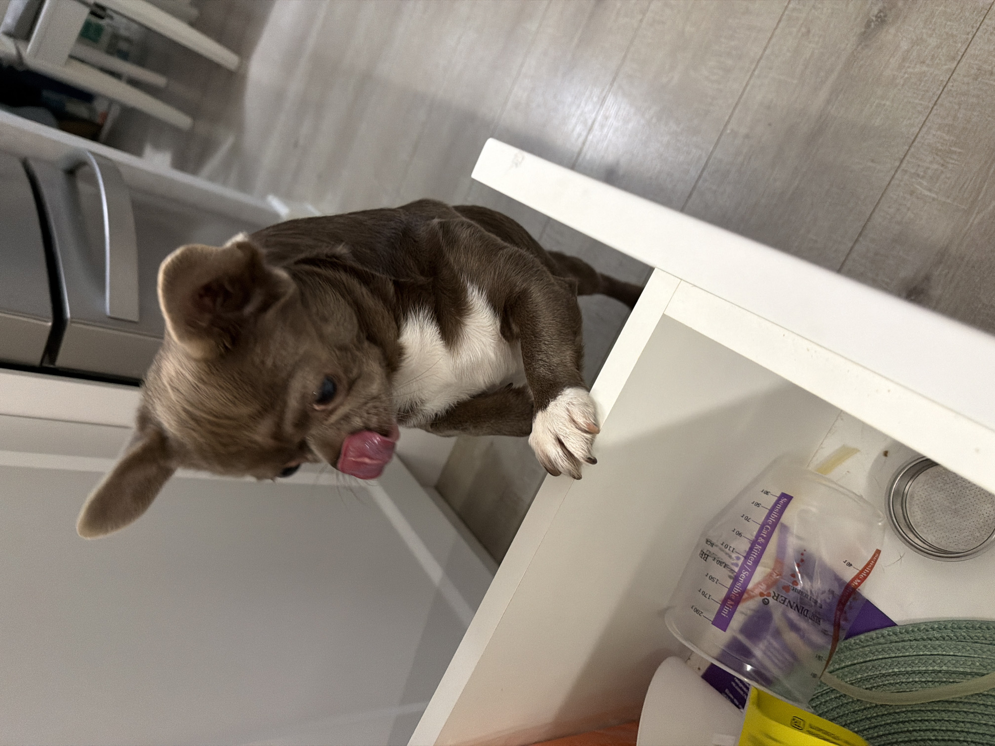 A brown and white dog with its tongue out is perched on the edge of an open white cupboard. The cupboard contains a measuring cup, a sieve, and other unidentified items. The location is not discernable from the image.