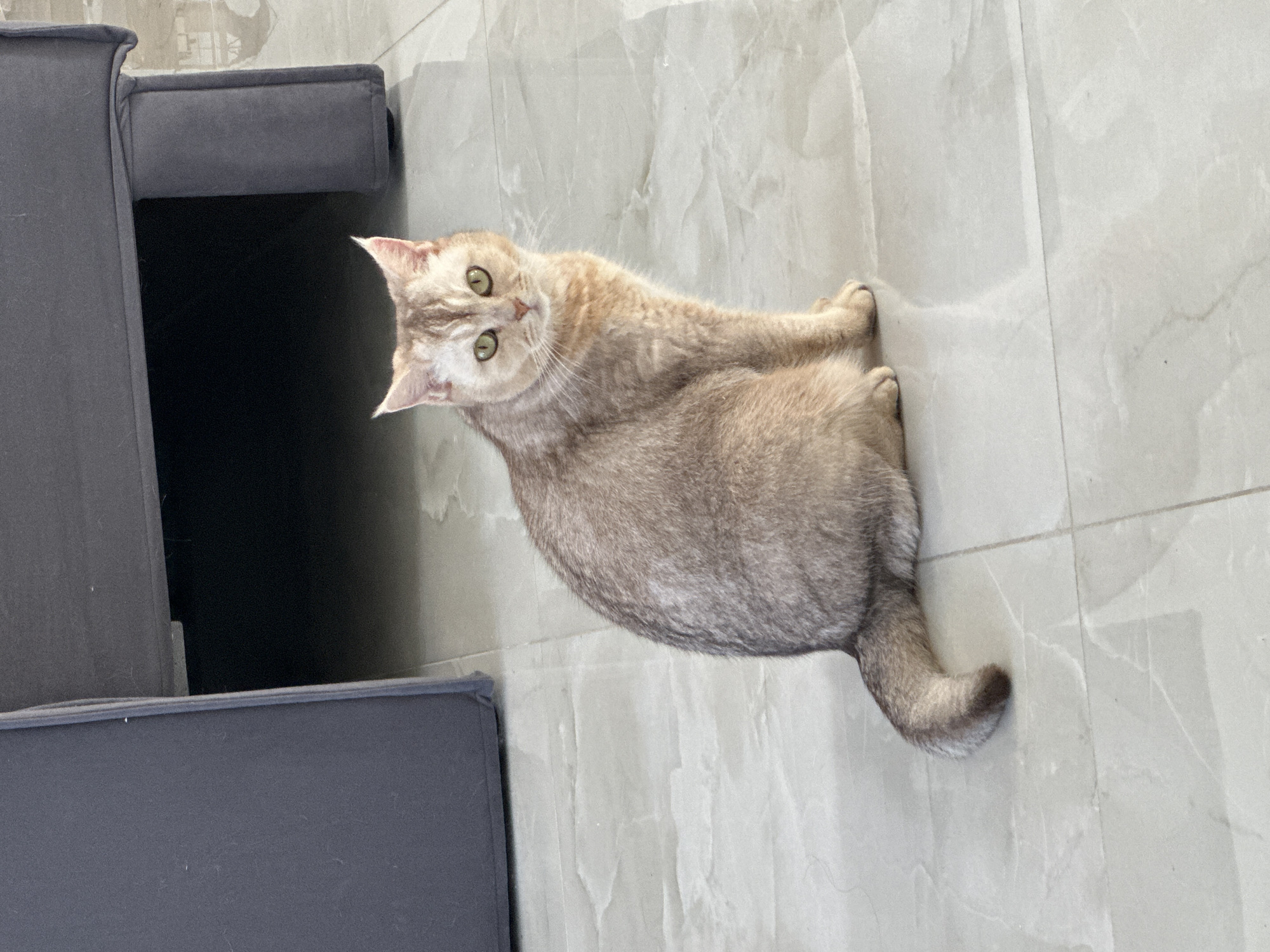A light brown cat with green eyes is lying on a light-colored tile floor. The cat is positioned diagonally, with its head turned towards the camera. A dark gray upholstered object, possibly a sofa or chair, is partially visible on the left side of the image. The location is in the city of Unknown, Unknown.