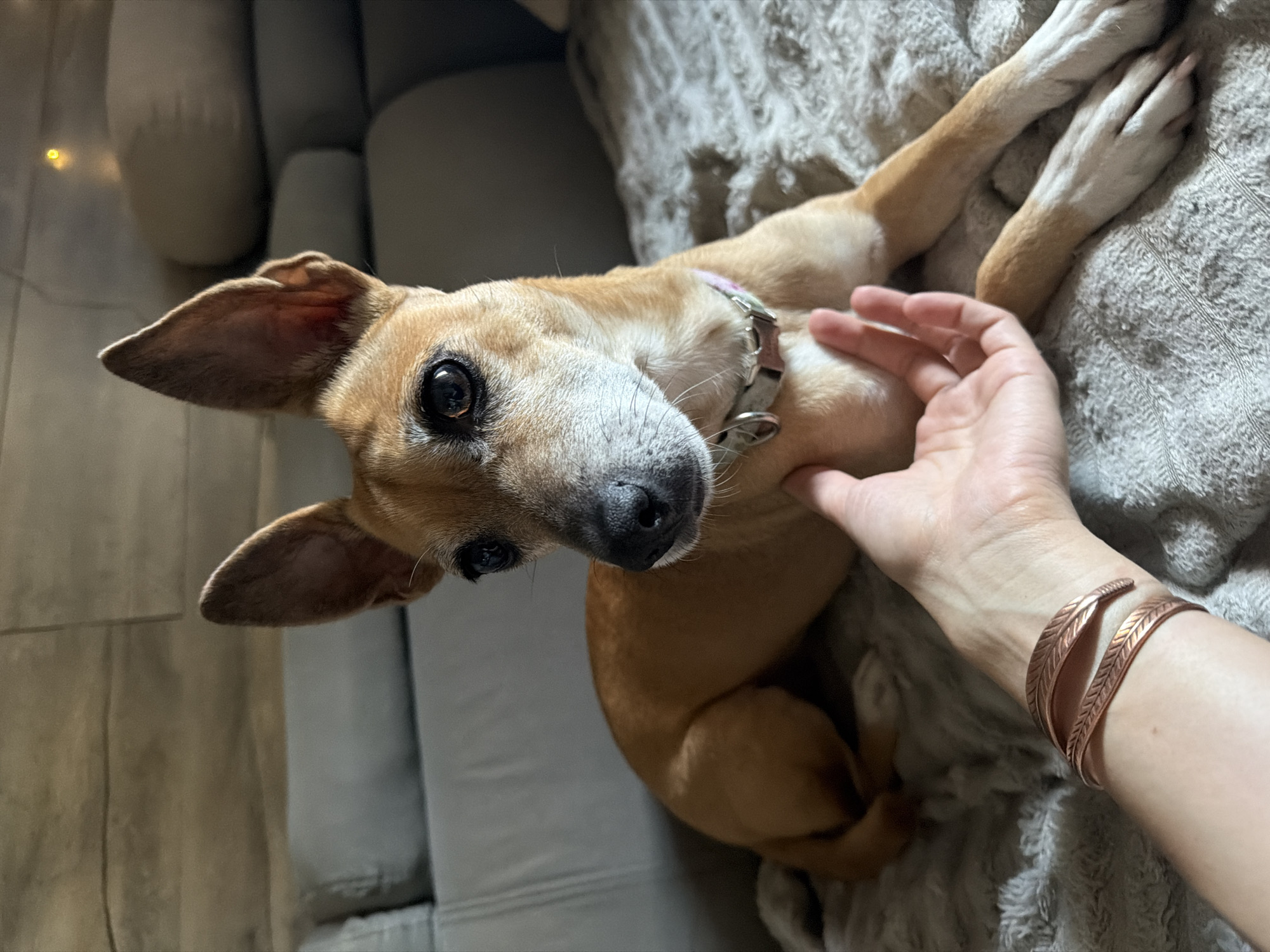A tan dog with large ears and a white muzzle lies on a textured gray blanket, facing the camera. Its left front paw is extended towards the viewer, and a human hand with a copper bracelet is gently resting on its shoulder. The dog wears a light-colored collar with a pink detail. In the blurred background, a gray sofa and warm lighting from decorative fairy lights are visible. The scene appears to be indoors, possibly in a living room, and does not provide specific geographic details suggesting a location in Svilengrad, Bulgaria.