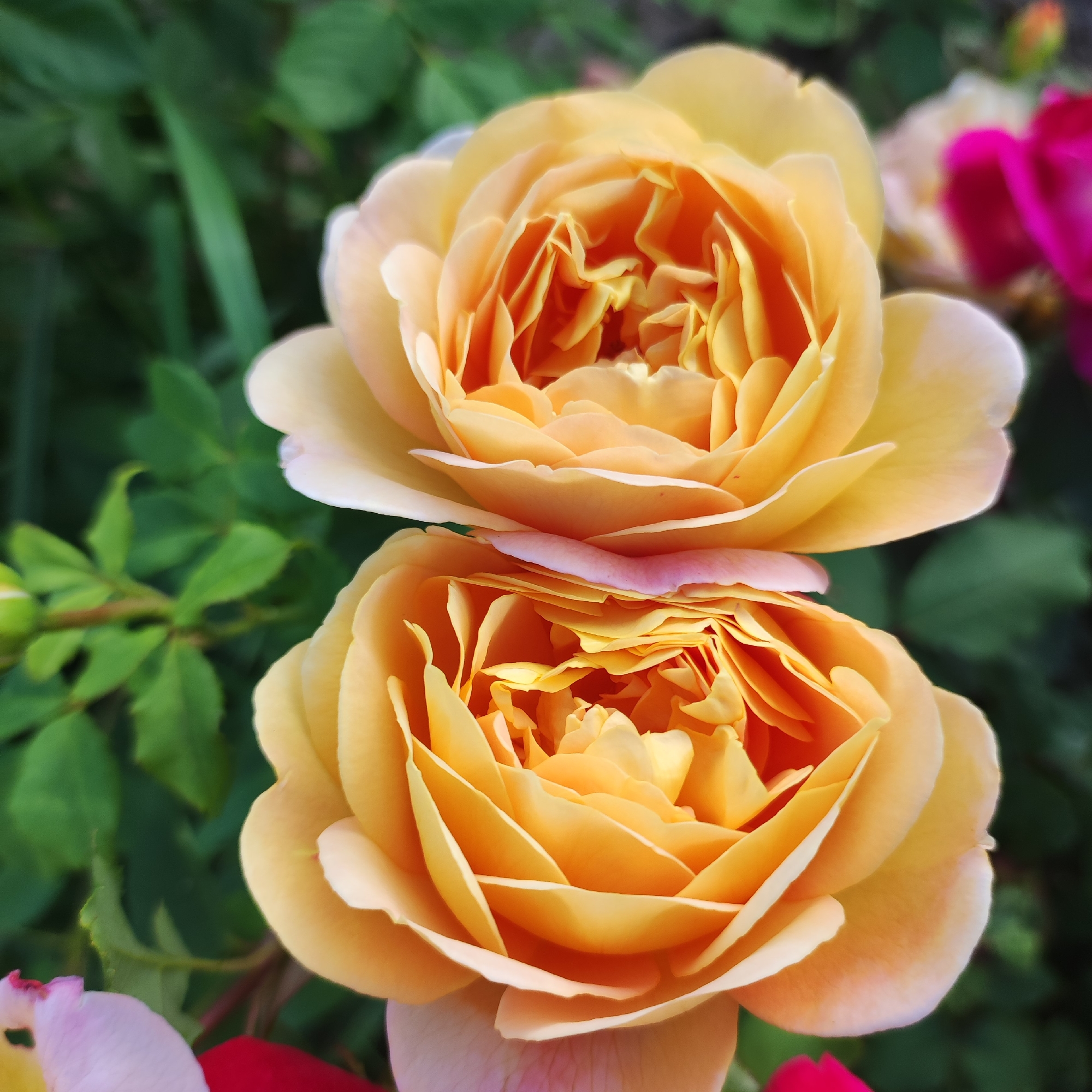 The image shows a close-up of two layered, peach-colored roses. The roses are positioned one above the other, with the top rose slightly overlapping the bottom one. The petals are ruffled and densely packed, with a gradient of color from pale peach on the outer edges to a deeper orange in the center. The background is a blur of green foliage, suggesting an outdoor garden setting. To the right and out of focus, there are hints of other flowers, including bright pink and possibly red. The lighting suggests it is daytime, with soft light illuminating the roses. The image has a shallow depth of field, focusing sharply on the roses while blurring the surroundings. There are no people or animals visible in the image. There is no information or visual evidence in the image that would allow for the identification of the location as Navoloki, Russia.