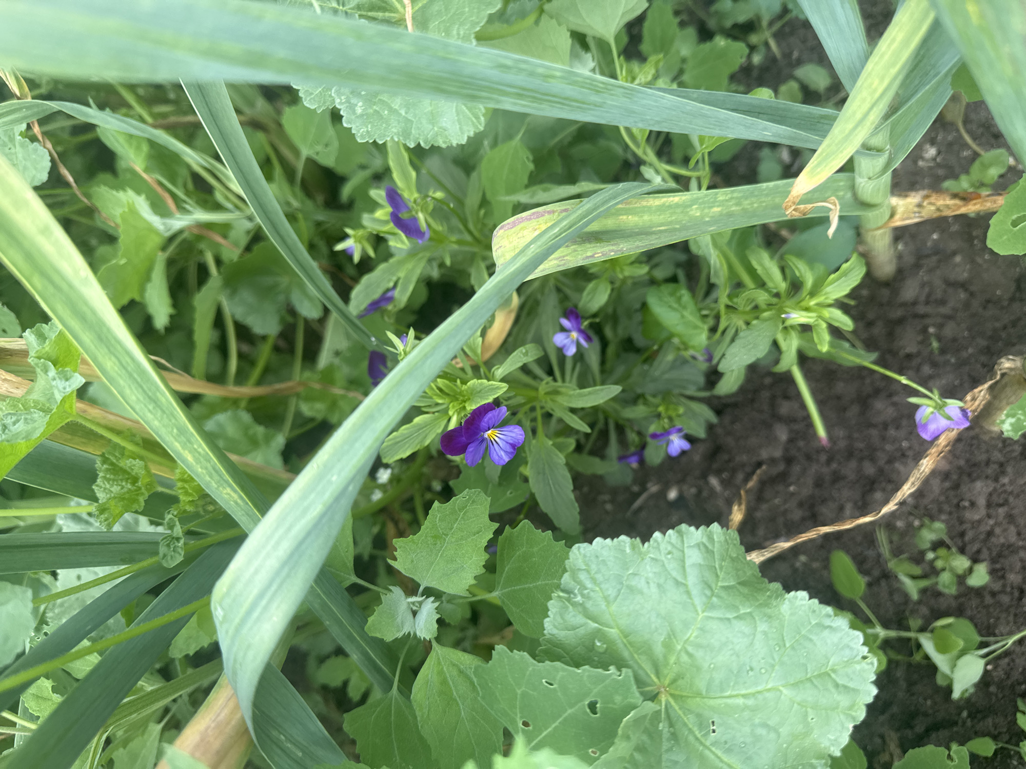 The image depicts a patch of garden soil interspersed with various plants, including several purple violas in bloom. Broad, green leaves from a larger plant (possibly malva) are also present. Tall, blade-like green stalks, possibly of a garlic or onion plant, are scattered throughout the scene, obscuring some of the smaller plants. The soil is dark and appears slightly damp. The location is specified as Sarnevo, Bulgaria.