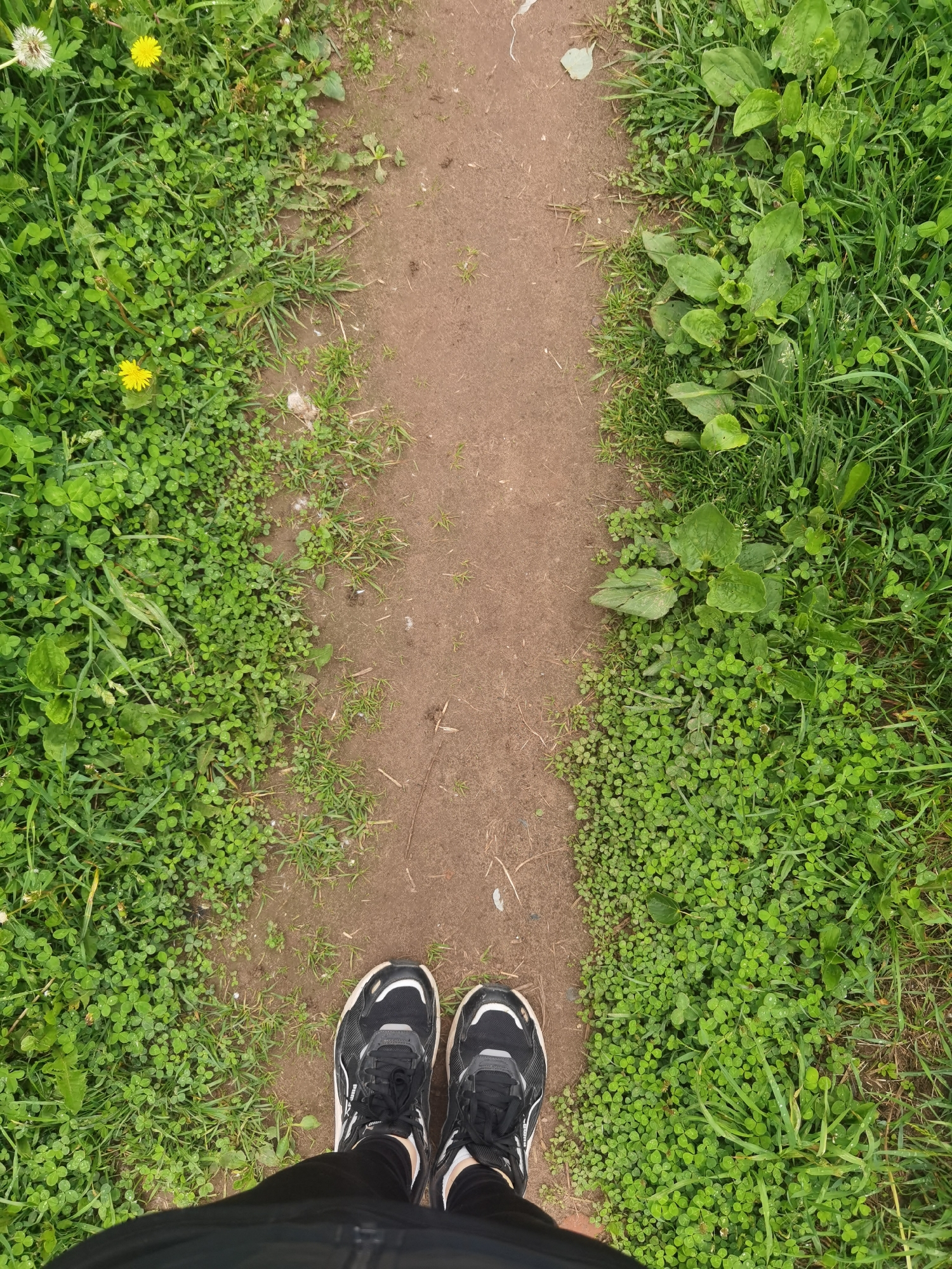This top-down forensic image, captured in the city of Chaikovsky, Russia, shows the feet of an individual standing on a narrow, unpaved dirt path. The path, reddish-brown in color, occupies the central vertical axis of the frame, extending from the foreground towards the background. At the bottom, a pair of black athletic shoes featuring white and light gray accents are positioned on the path, with the lower portions of dark trousers visible above them.
The path is flanked by dense green vegetation. On the left side, the flora consists primarily of small-leaved clover and various grasses, with two yellow dandelions in bloom and one white dandelion seed head visible towards the upper-left. On the right side, the vegetation is also composed of clover and grasses, interspersed with multiple broad-leaved plantain plants. The scene is illuminated by natural, diffused light.
