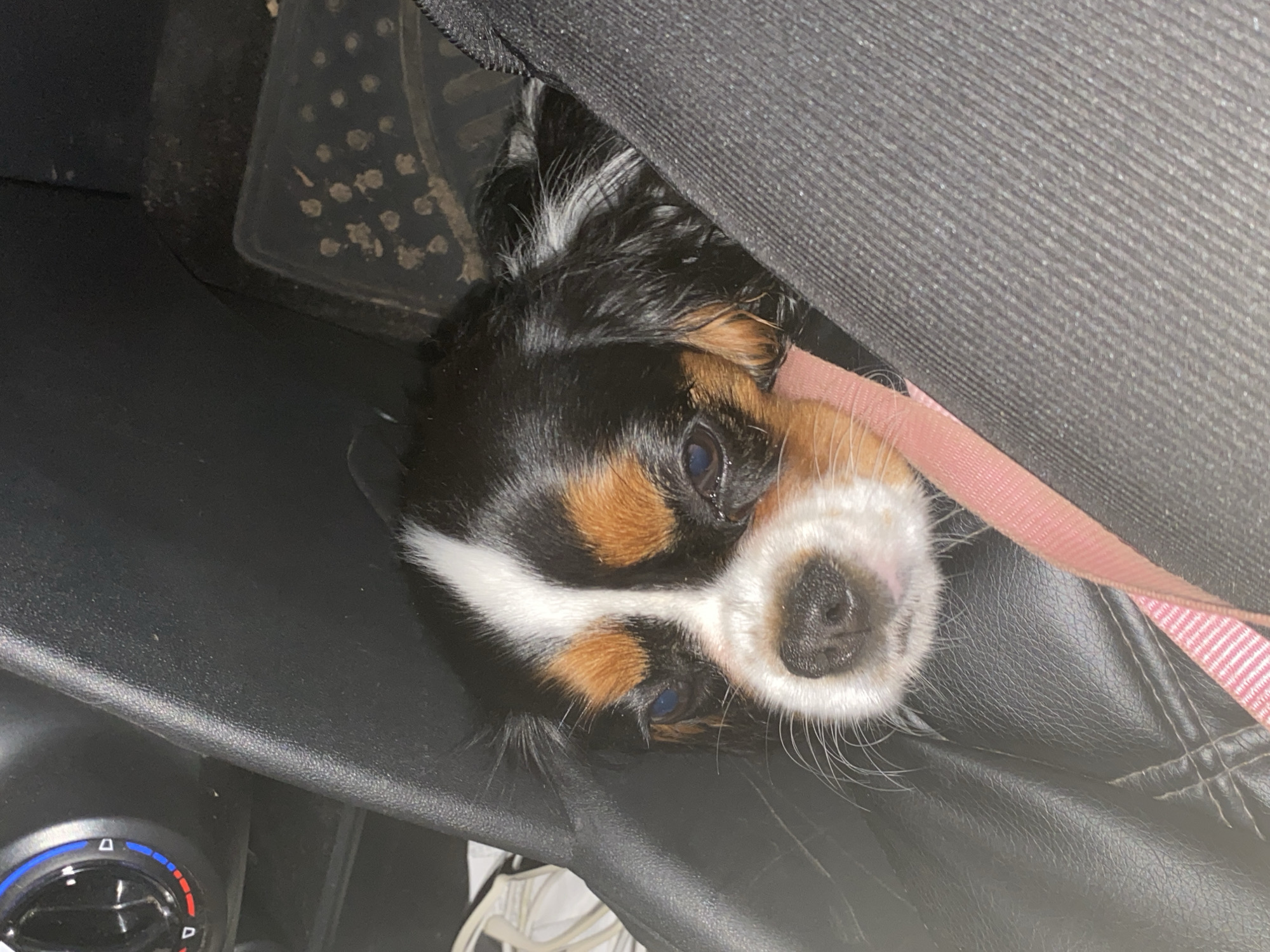A Cavalier King Charles Spaniel is resting in the passenger seat of a vehicle, with its head near a car's dashboard. The dog has a tricolor coat of black, white, and tan. A pink leash is visible across the dog's chest. The interior of the car appears to be made of black leather and fabric. The dashboard has a dial with red and blue markings. The floor of the car has a dark-colored mat with a textured pattern. The image was taken in Votkinsk, Russia.