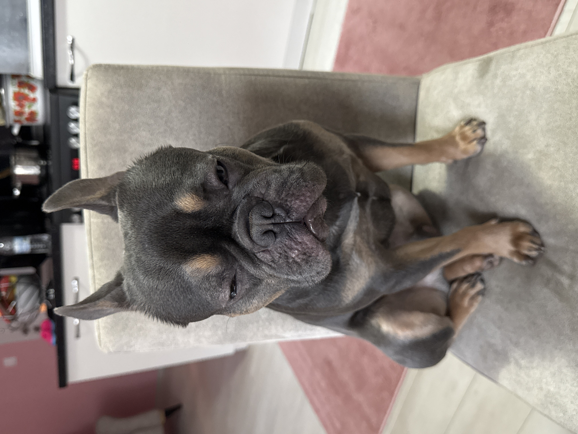 A grey and tan French Bulldog is lying on a light-grey upholstered chair. The dog's head is to the left of the frame. The dog is mostly grey with tan patches on its head and legs. The chair is located in a room with a pink rug. A partial view of a black appliance is visible to the left. The location is not identifiable as Burgas, Bulgaria.
