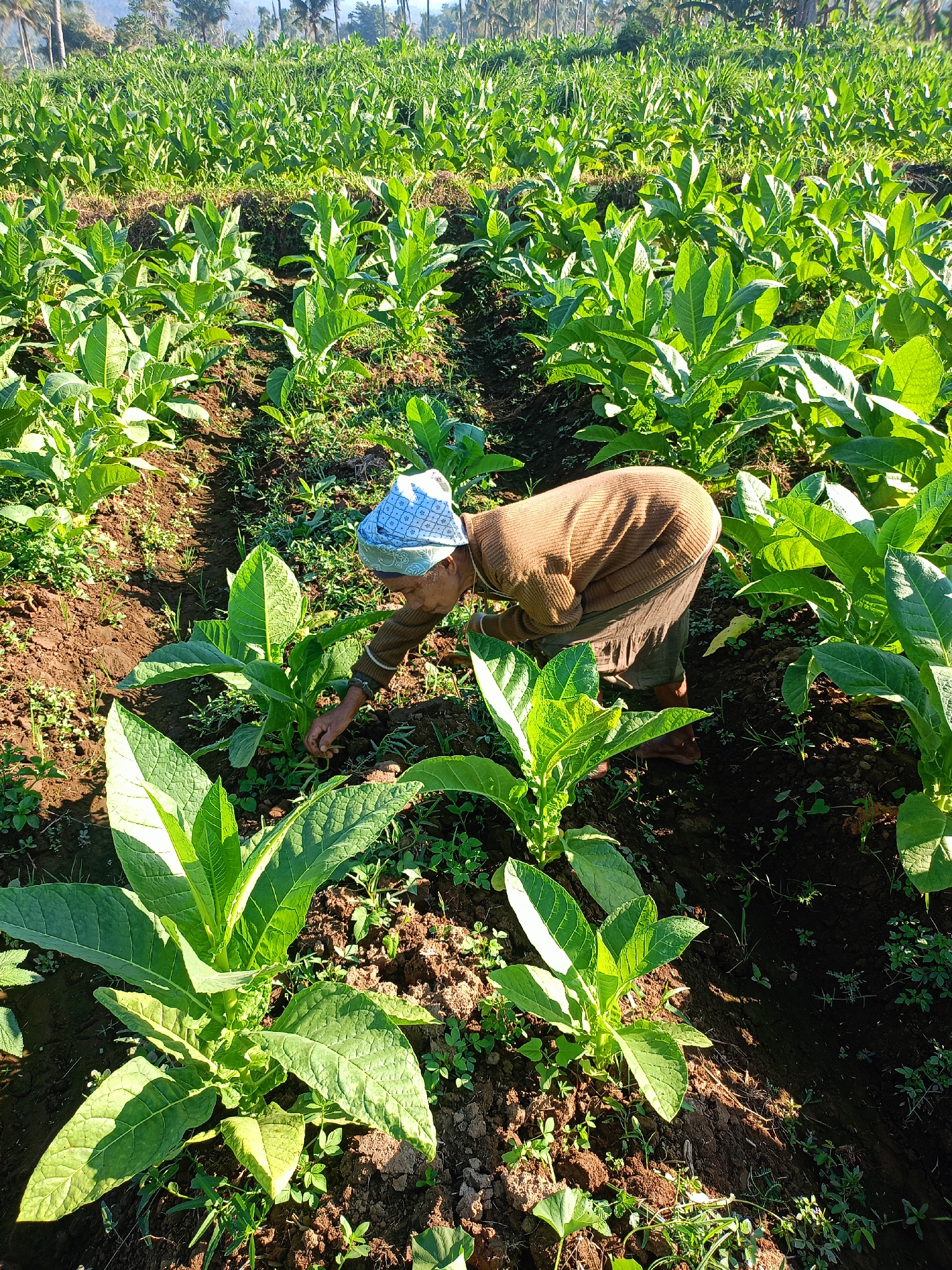 This is a medium shot, eye-level, outdoor, daytime, natural light photograph taken in a tobacco field in Panduman, Indonesia. In the foreground, a person wearing a light blue and white bandana, a brown sweater, and brown pants is bent over tending to the tobacco plants. The person is reaching down with their right hand, appearing to be weeding or adjusting a plant. The field is lush with rows of vibrant green tobacco plants, some of which are close to the camera and in sharp focus, while others recede into the background. The soil is dark brown, with some small green weeds growing amongst the tobacco. In the distance, the tops of palm trees and other foliage are visible against a bright, hazy sky. The overall impression is one of agricultural labor in a rural setting.