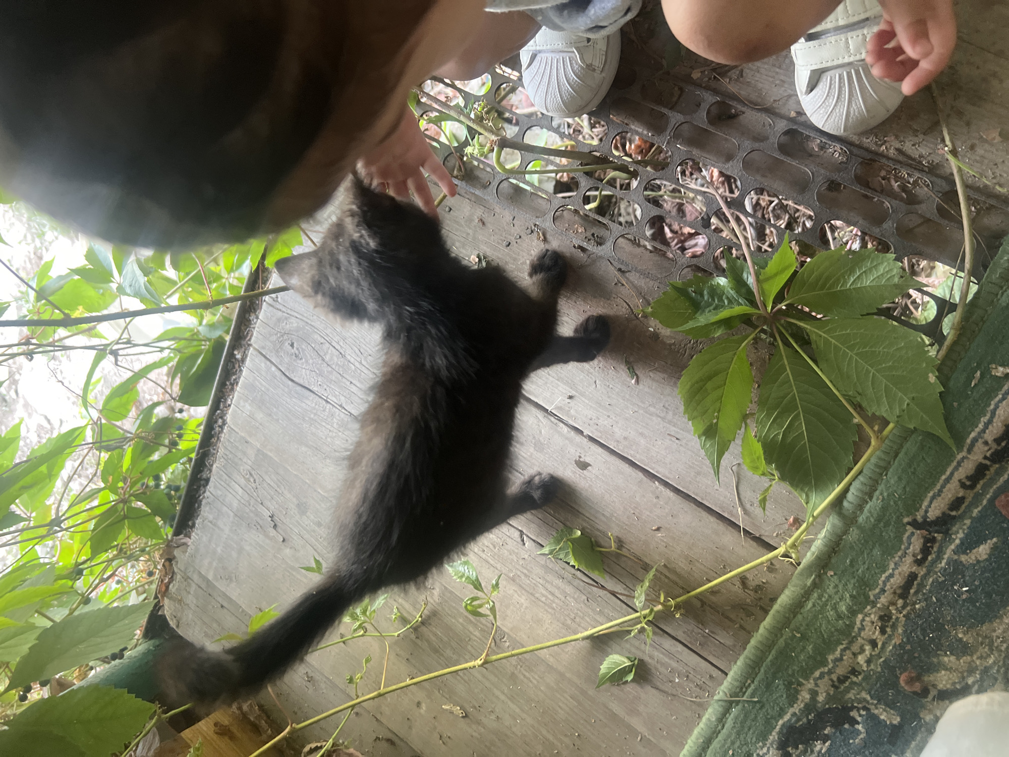 The image depicts a black kitten on a wooden deck, with green foliage surrounding it. A child's hand is visible, reaching out towards the kitten. The child is wearing white sneakers. The environment appears to be outdoors, possibly a garden or backyard. The question about the location in Ak-Suu, Kyrgyzstan is not supported by any visual evidence in the image.