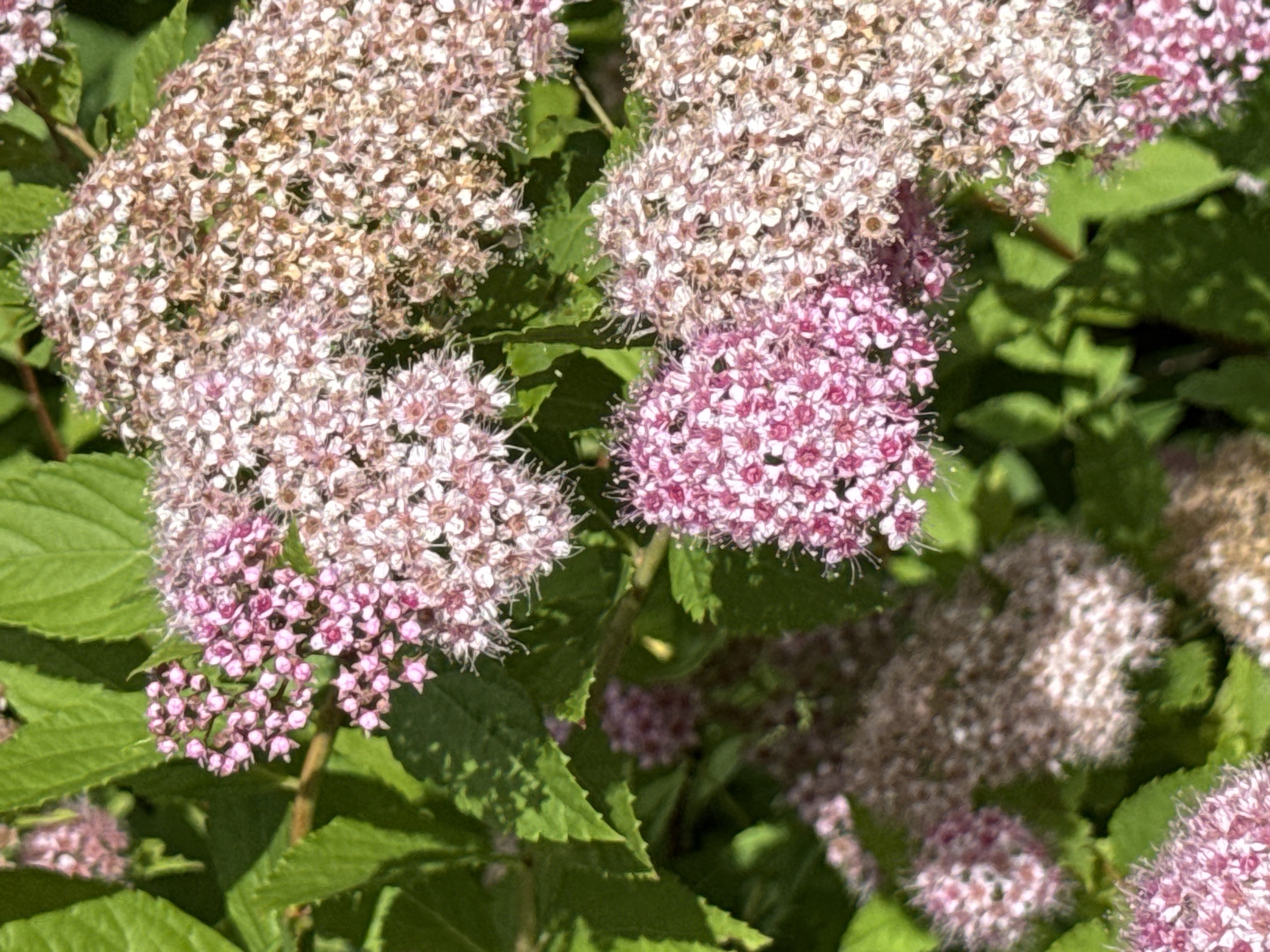 A cluster of pink and white flowers with green leaves in the background is depicted in the image. The flowers are small and clustered together, forming dense heads. Some of the flowers are a vibrant pink, while others are a lighter shade of pink or white. The leaves are a deep green and appear to be slightly serrated along the edges. The overall impression is one of a blooming plant in a natural setting. No specific location in Moscow, Russia can be identified from the image.