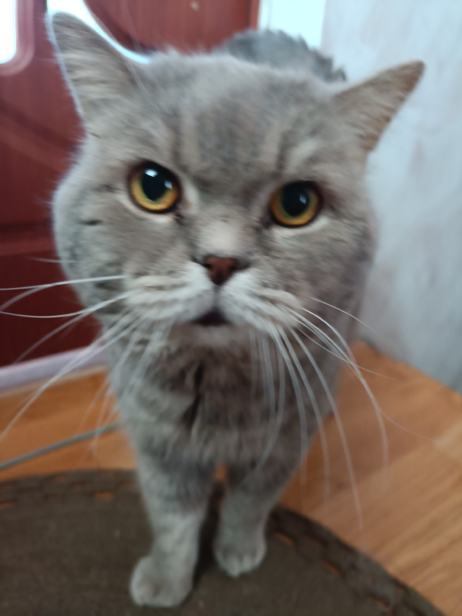 A close-up, slightly blurry, eye-level, medium shot captures a grey tabby cat looking directly at the camera. The cat's face is the primary focus, with its large, yellow eyes open and alert. Its ears are pointed upwards. The cat's body is partially visible, with its front paws standing on a dark, textured surface, likely a rug or mat, which rests on a light brown wooden floor. The background is out of focus, showing a reddish-brown object on the left and a light-colored wall on the right. The lighting is neutral, suggesting an indoor environment. There are no people visible in the frame. The image quality is low, with a noticeable lack of sharpness and detail.
The scene does not contain enough information to determine its location within the city of Bataysk, Russia.