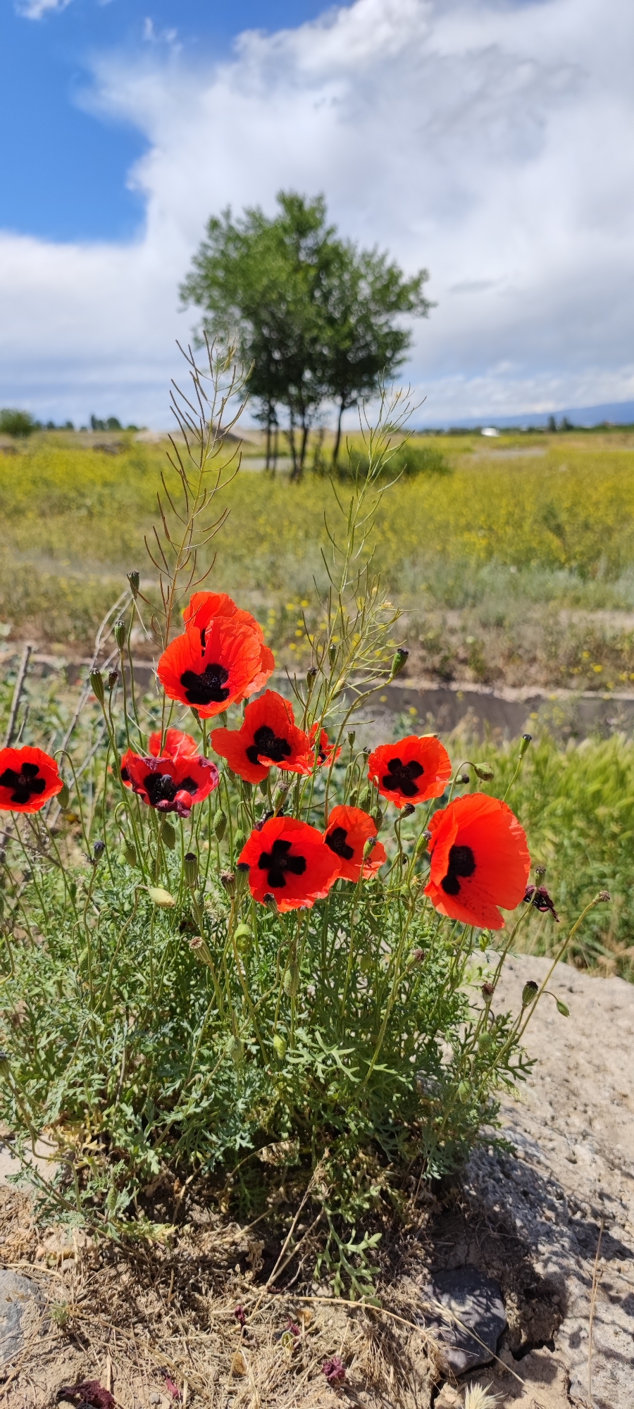 A close-up, ground-level shot depicts a cluster of red poppies with black centers blooming in Arevashat, Armenia. The flowers stand on a bed of green foliage, situated on cracked, light-colored earth. In the background, a field of yellow flowers stretches toward a solitary green tree under a partly cloudy sky with patches of blue. The scene appears natural and undisturbed.