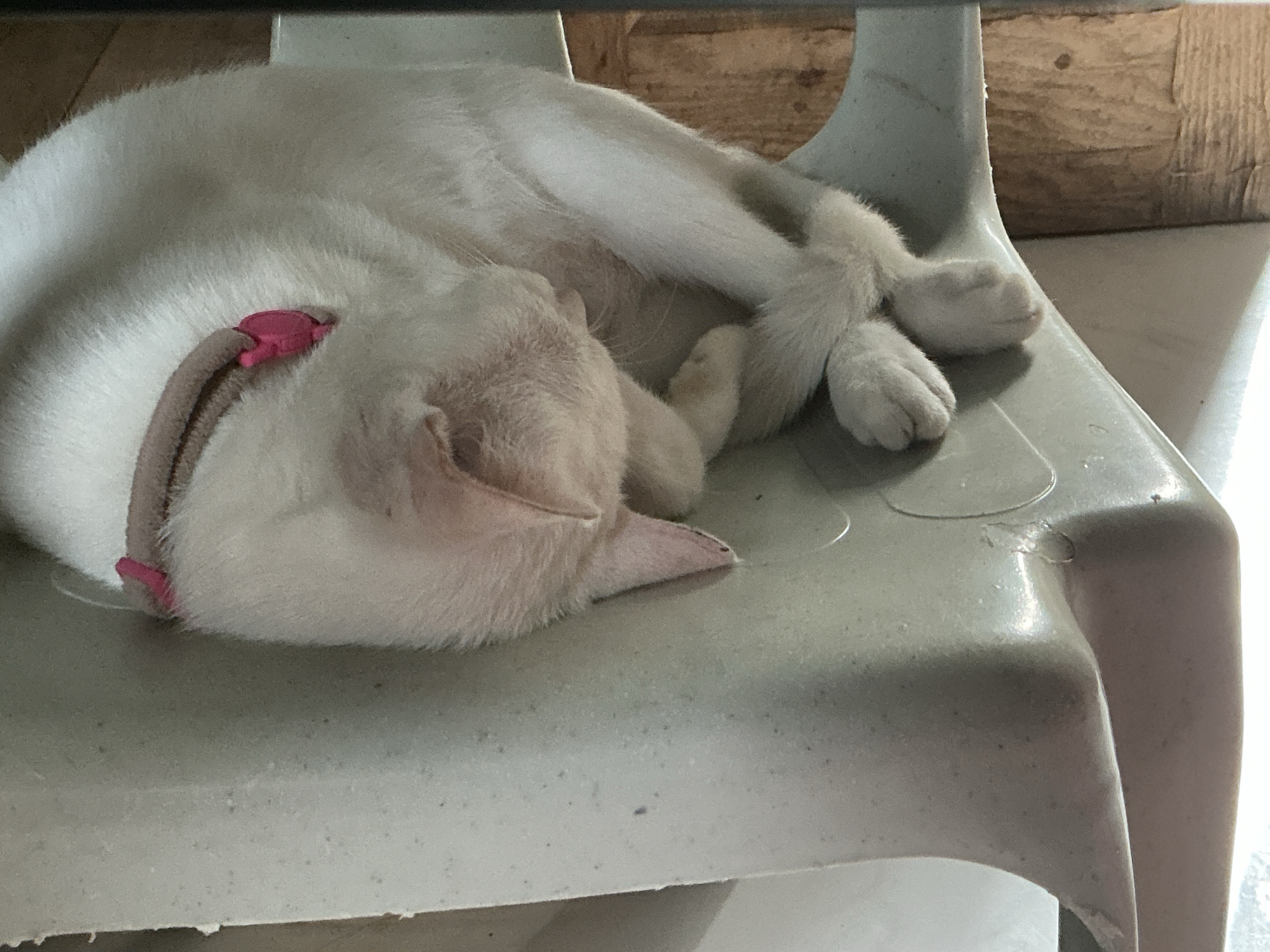 A white cat wearing a light brown collar with a pink clasp is sleeping curled up on a light gray plastic chair. The cat's head is tucked in, and its paws are crossed. The background consists of a wooden wall and a tiled floor. The scene appears to be indoors, possibly in a residential setting in Davao City, Philippines.