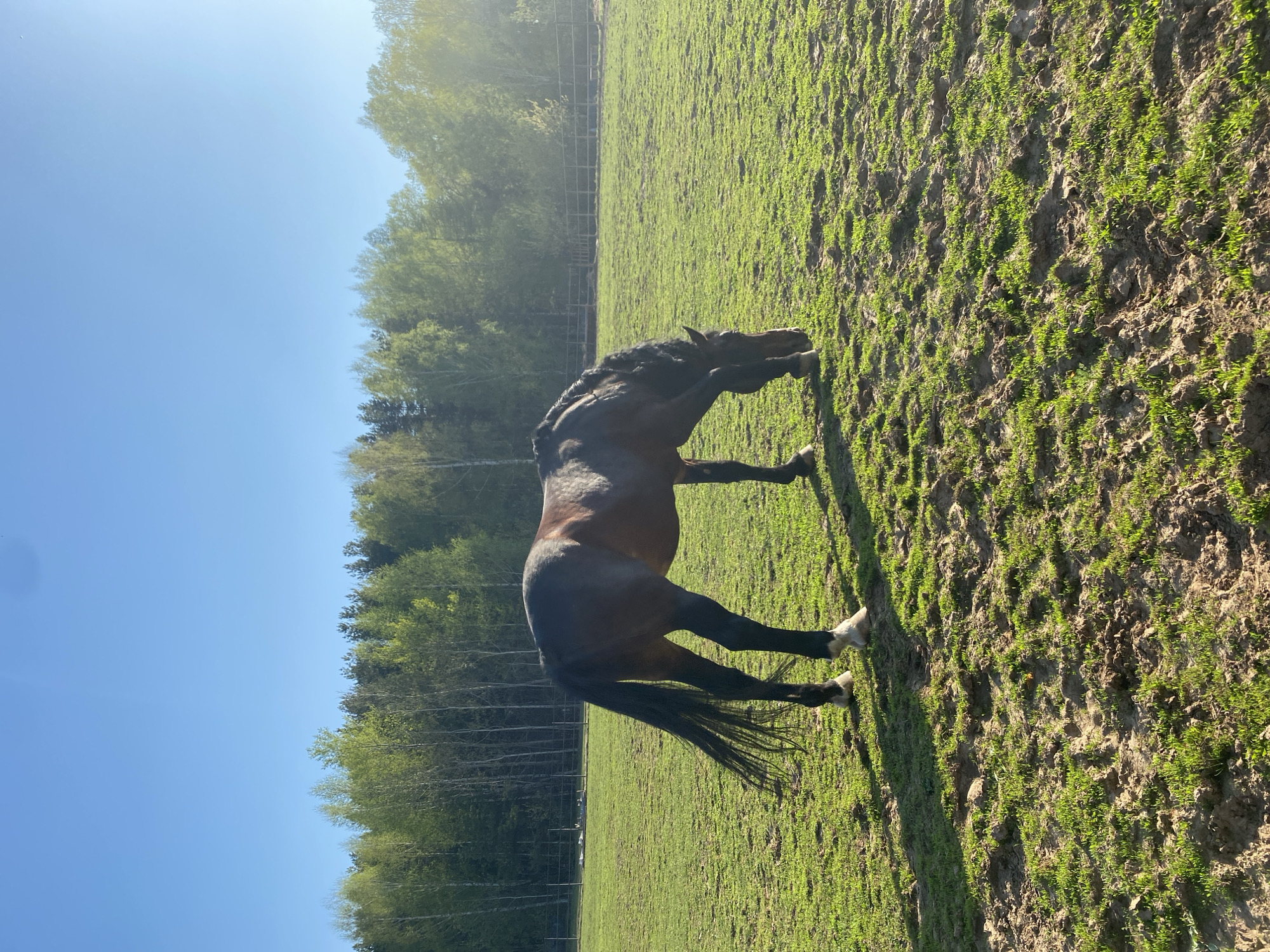 A brown horse with a braided mane stands in a grassy field under a clear blue sky. Trees line the edge of the field. The location appears to be a rural area, potentially near Chaikovsky, Russia. The horse is likely grazing.