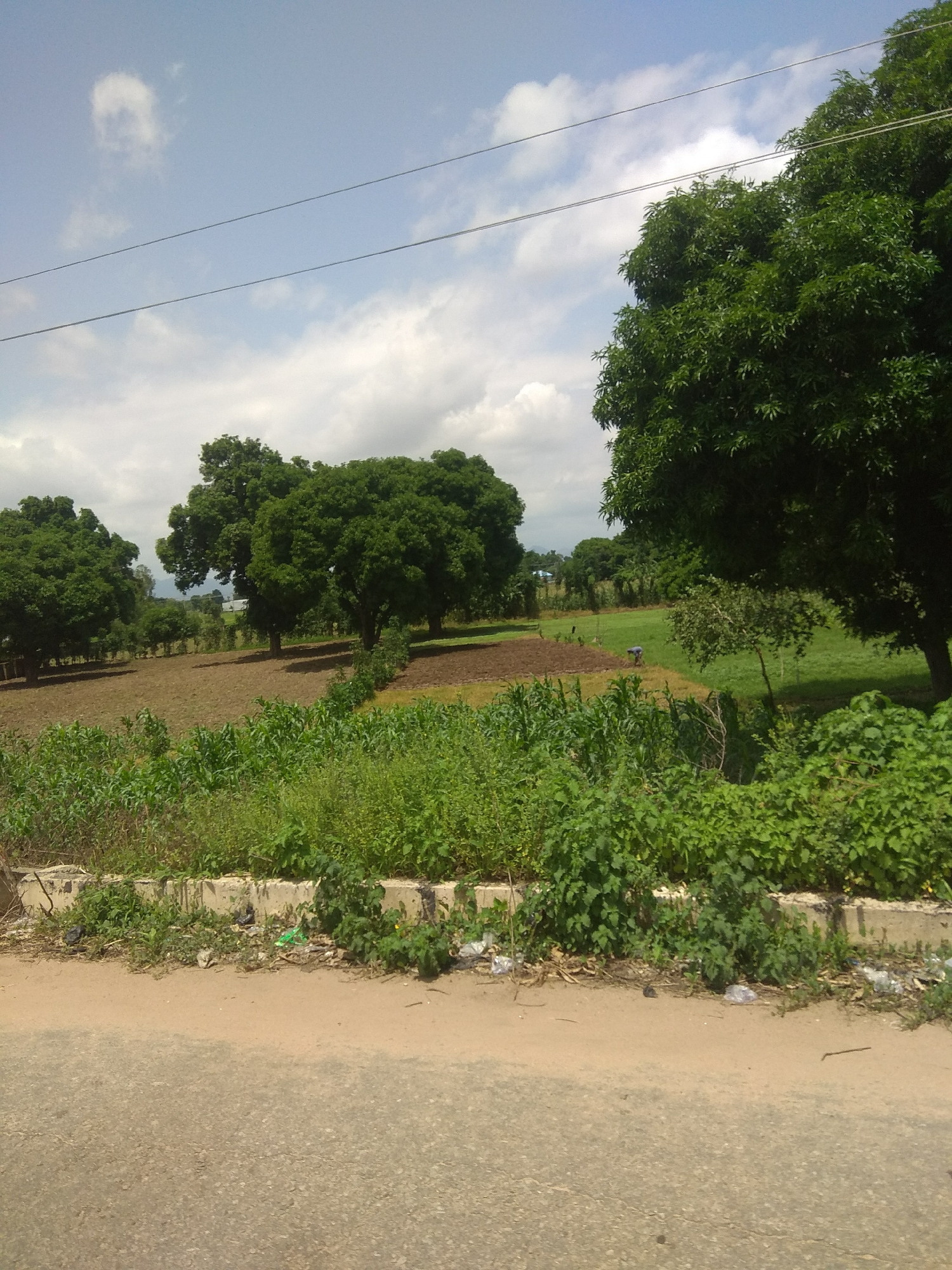 This image depicts a rural landscape in Jalingo, Nigeria, under a partly cloudy sky, suggesting it is daytime. The scene is dominated by lush greenery, featuring a variety of trees, including large, mature trees with dense canopies and smaller, more scattered trees in the background. In the mid-ground, there are cultivated fields. One field appears to be tilled earth, while another shows rows of young green crops, likely corn, bordering a larger expanse of vibrant green grass.
A person can be seen in the distance, working in one of the tilled fields. They are dressed in blue and are bent over, suggesting agricultural activity such as planting or tending to crops. The overall atmosphere of the image is peaceful and serene, capturing a moment of rural life and agricultural work. The foreground shows a dusty dirt road or path adjacent to a concrete barrier, which is partially overgrown with weeds and littered with some discarded plastic bags and debris, indicating human presence and potential environmental concern. The presence of power lines strung across the sky suggests access to electricity in the area. The scene evokes a sense of the natural beauty of the Nigerian countryside and the daily routines of its inhabitants.