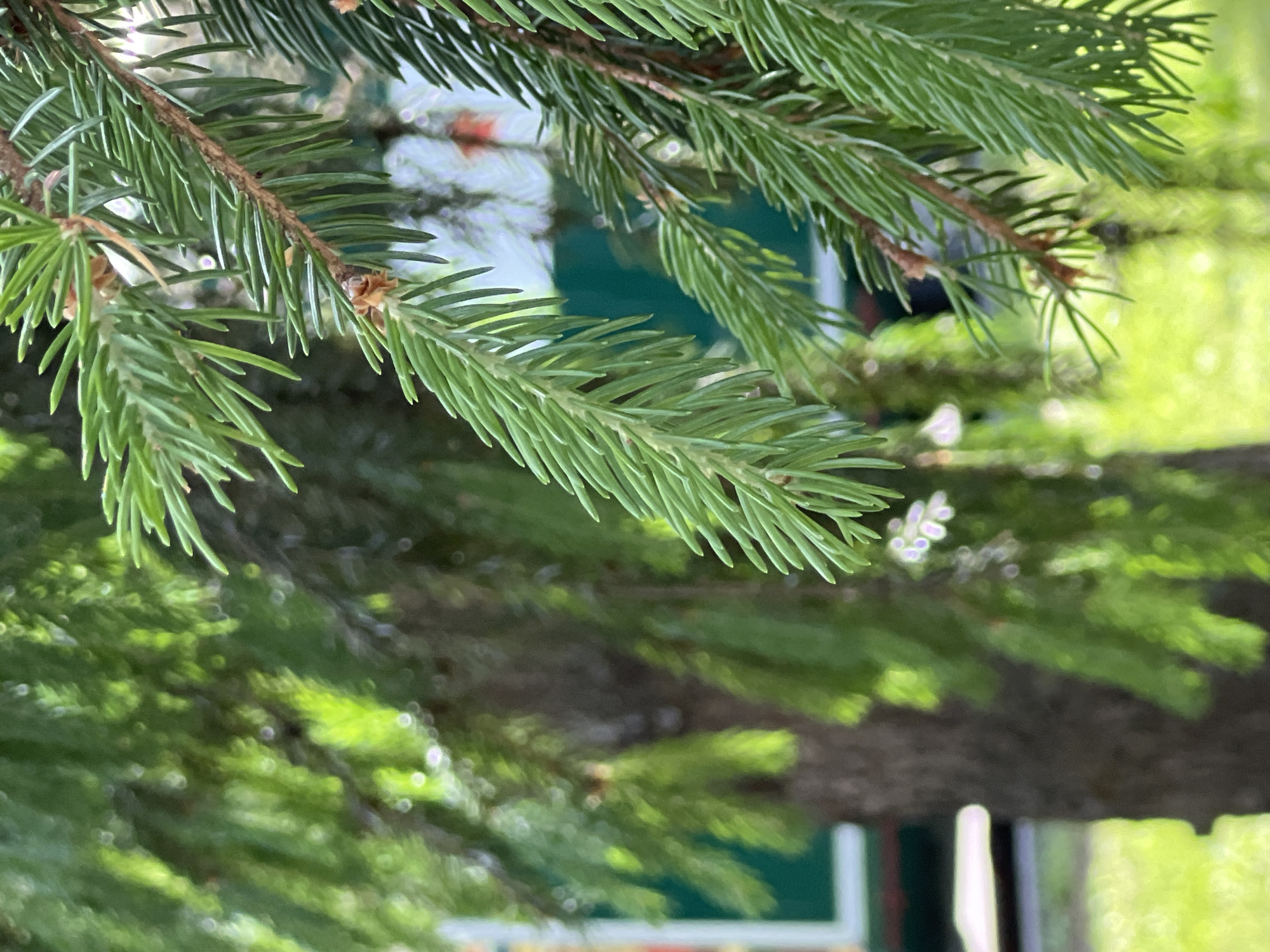 This media file is a close-up photograph of pine tree branches, with a shallow depth of field that blurs the background. The focus is on the vibrant green needles and the rough texture of the branches. The background appears to be outdoors, with hints of green foliage and possibly some man-made structures, suggested by blurred shapes and colors that could be part of a fence or building. The lighting suggests it could be daytime, with natural light illuminating the scene. There are no people visible in the image. The overall impression is one of natural detail and the textures of the pine tree. The location context is Kubinka, Russia, but this information is not visually discernible from the image itself.