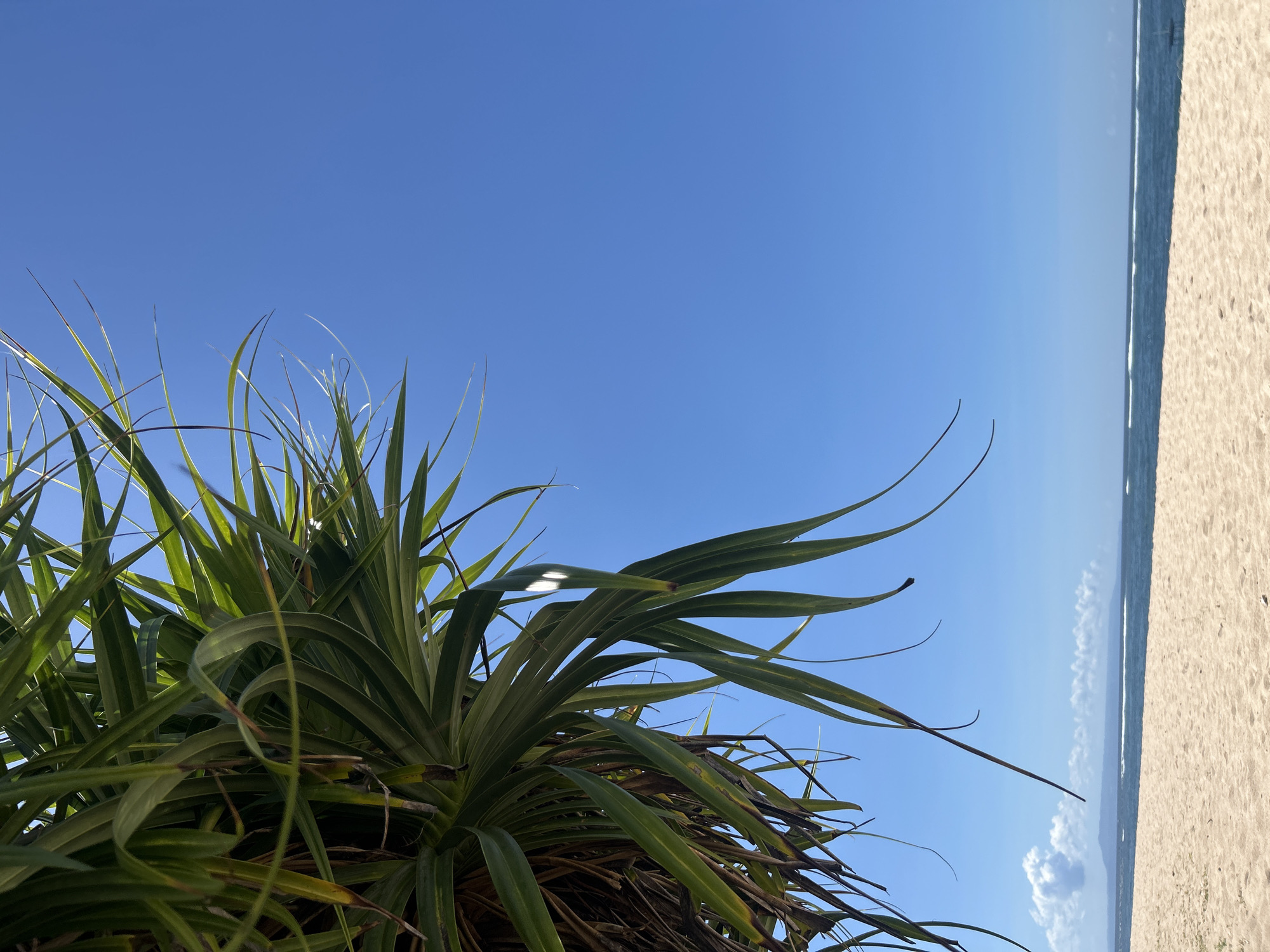 This is an outdoor image taken in Kuta Selatan, Indonesia, showing a beachfront view from a low angle. A pandanus plant is positioned in the foreground, taking up the left side of the frame. The sky is bright blue with some haze on the horizon and a few clouds. The ocean and sandy beach are on the right side of the image. The ocean appears calm, with small waves breaking on the shore. The sand is light in color.