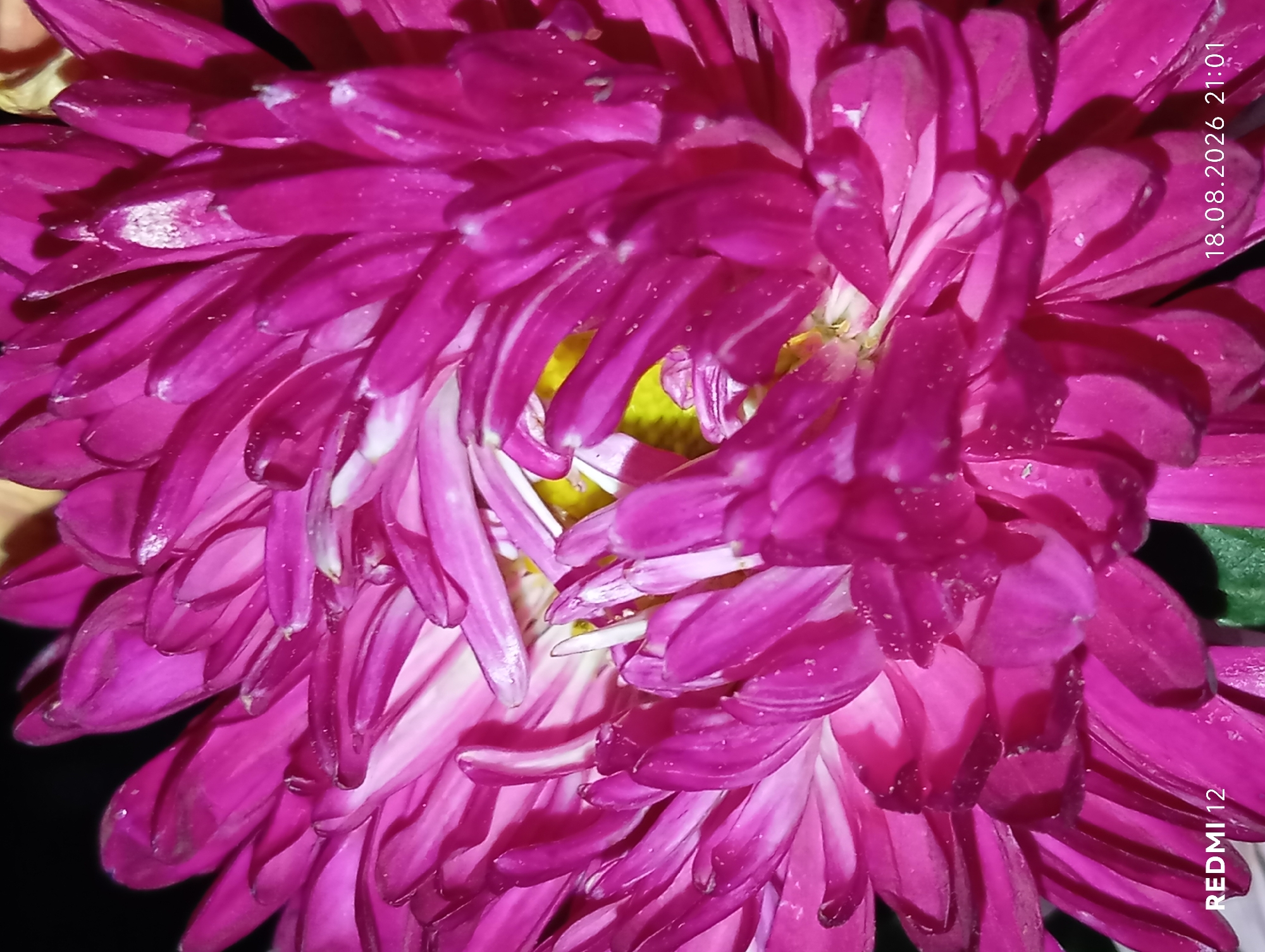 A close-up, macro photograph of a vibrant, fuchsia-colored aster flower against a dark background. The flower's petals are layered and textured, with some appearing slightly translucent or having white highlights. The center of the flower reveals yellow stamen. Small water droplets are visible on some of the petals, suggesting recent watering or dew. In the lower left corner, the text "REDMI 12" is present, and in the lower right corner, a date and time stamp reads "18.08.2026 21:01". There are no people or any other identifiable objects or environmental context to indicate a specific location within the city of Smila, Ukraine. The image appears to be taken indoors or in a controlled environment, given the uniform dark background and close focus on the flower.