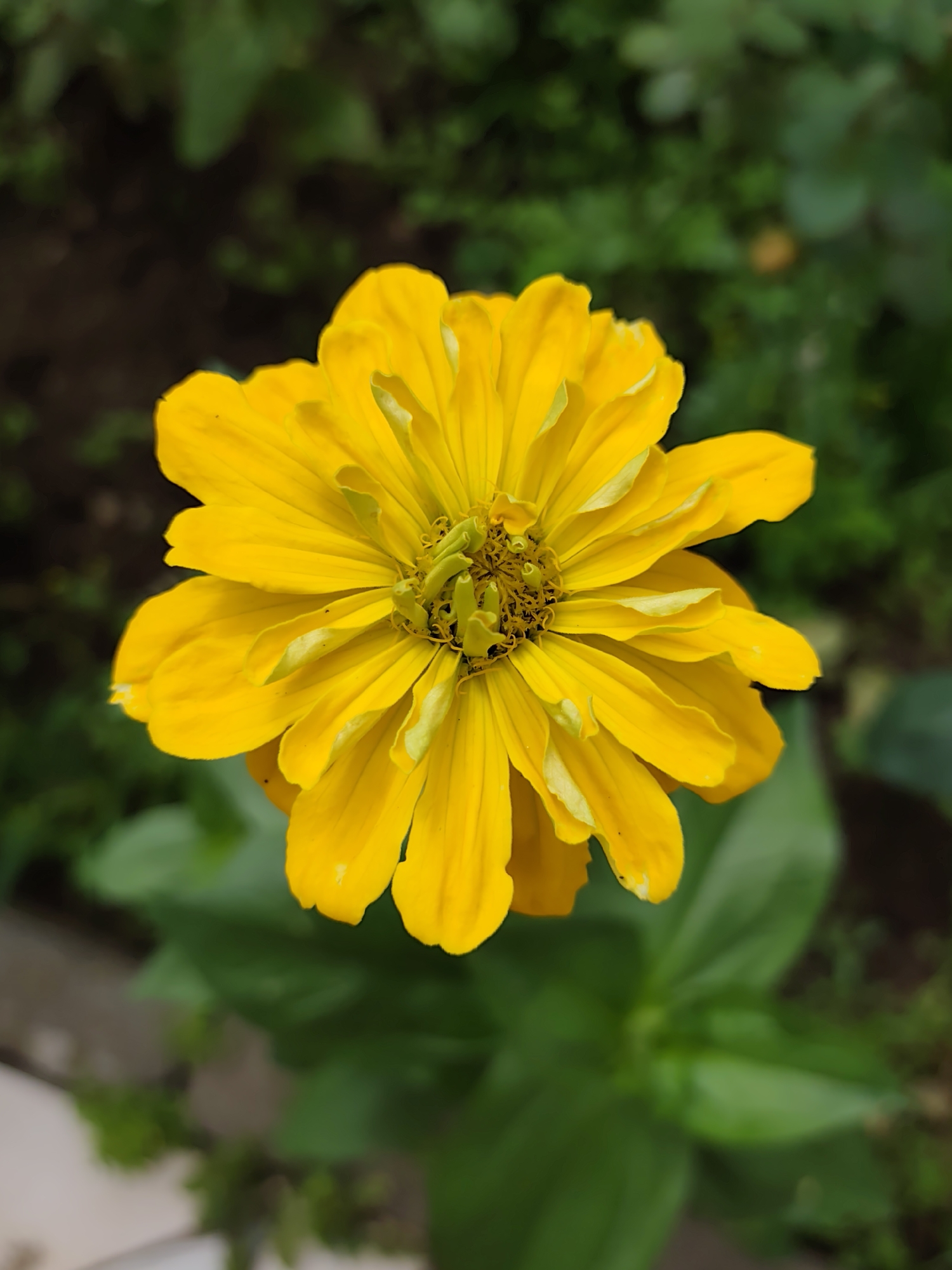 The image is a close-up, high-angle shot of a vibrant yellow zinnia flower. The flower is in full bloom, with multiple layers of petals radiating from a central, darker yellow and green stamen. The petals are slightly ruffled and have subtle green tips. The background is a soft blur of dark green foliage and soil, suggesting an outdoor garden setting. There are no people or animals visible in the image. The overall impression is one of natural beauty and detail captured in sharp focus. The location of Бараўлянскі сельскі Савет, Belarus is not discernible from the image itself.