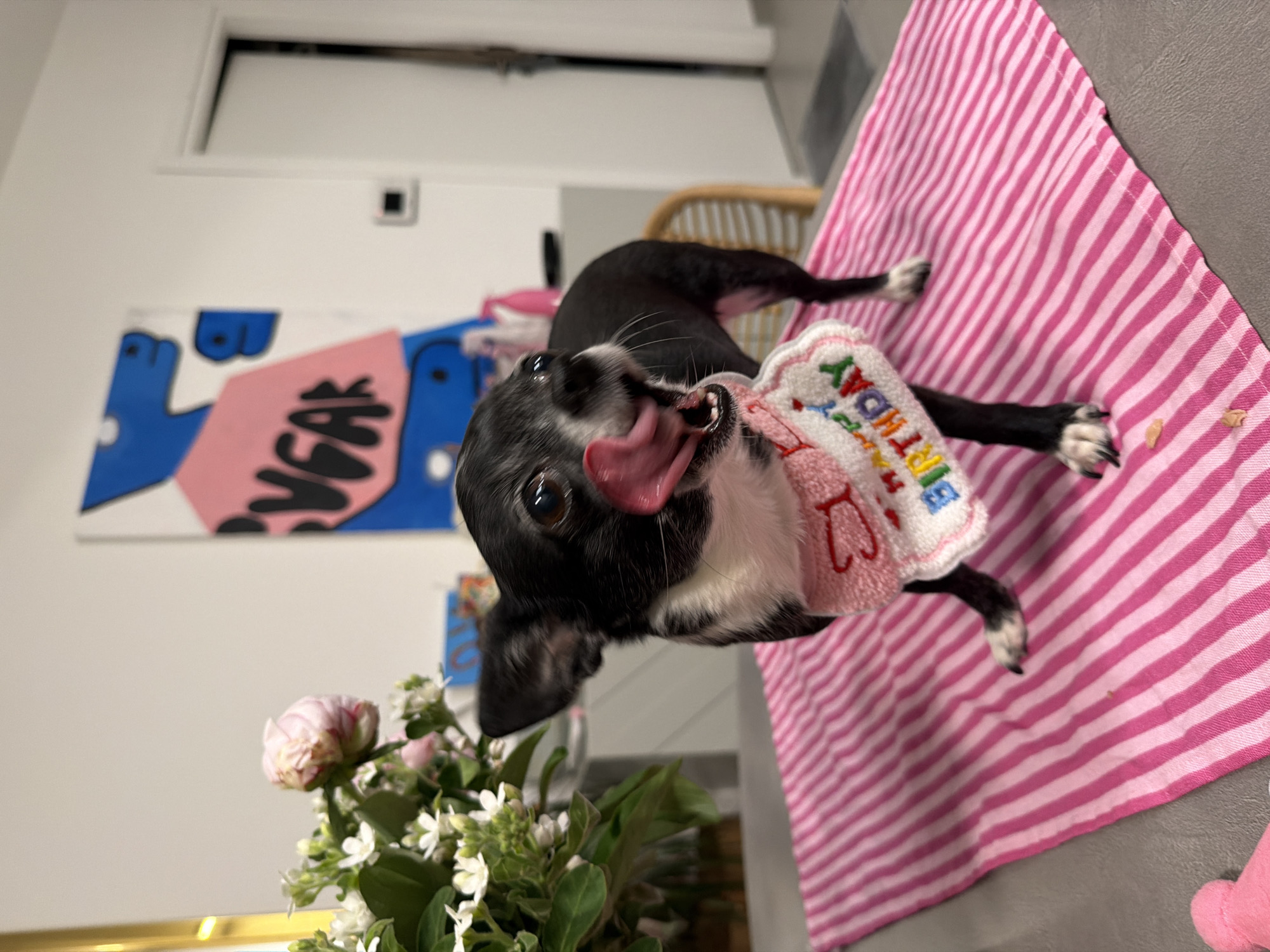 A small, black and white dog is the central subject, captured with its tongue extended. The dog is positioned on a pink and white striped surface. The dog wears a small cloth with "BIRTHDAY" embroidered on it. A vase of flowers stands in the foreground. In the background, there is a painting on the wall. The location is not identifiable as Tel-Aviv, Israel from the provided image.