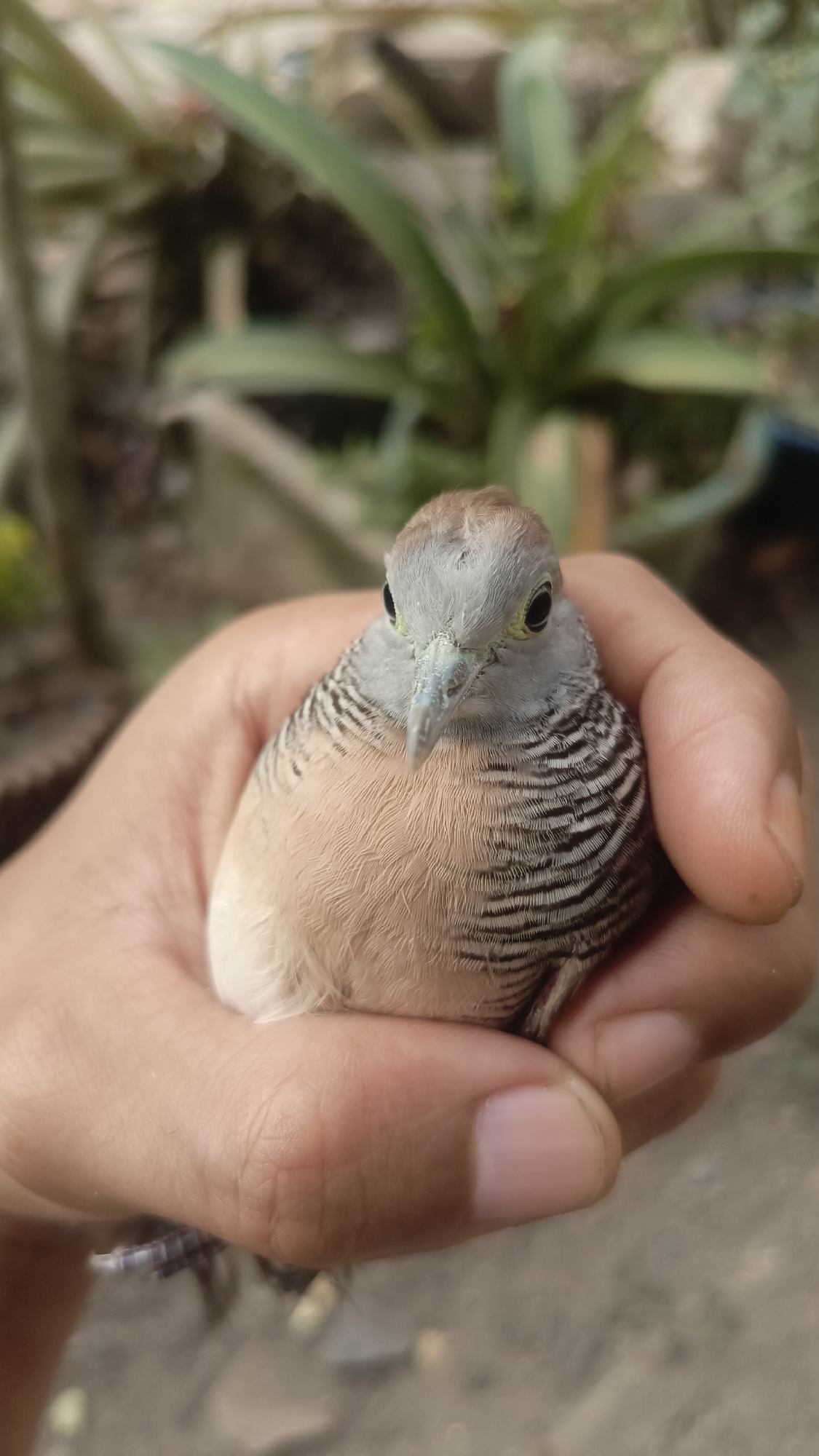 A close-up, eye-level shot captures a small bird, likely a zebra dove, cradled in an open hand. The bird faces forward, its light brown and grey plumage adorned with distinctive dark stripes on its wings and neck. Its small, dark eyes look directly at the viewer, and its beak is a pale bluish-grey. The hand holding the bird is gently cupped, with the fingers and thumb forming a supportive nest. The background is softly blurred, revealing hints of green foliage and earthy ground, suggesting an outdoor setting in a natural environment. The scene implies a moment of gentle interaction between a human and a bird, possibly in a garden or park area. The image was taken in Kebumen, Indonesia.