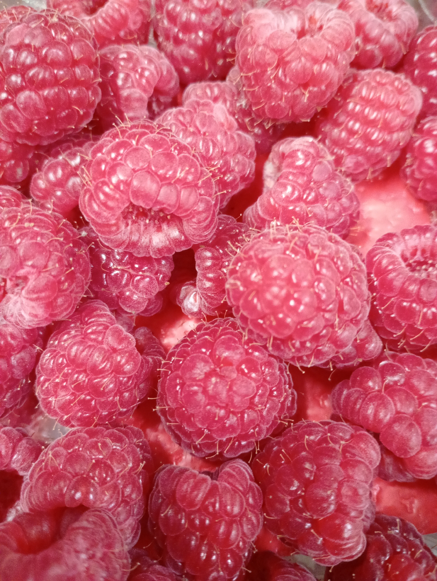 This is a close-up, high-angle photograph showcasing a vibrant cluster of fresh raspberries, likely taken in Kabile, Bulgaria. The image is entirely filled with numerous ripe, pinkish-red raspberries, creating a rich texture across the frame. Each raspberry is composed of many small, individual drupelets that collectively form the berry's characteristic shape.
The surface of the raspberries appears slightly textured and somewhat fuzzy, with delicate, fine hairs (styles or stigmas) visible on many of the drupelets, indicating their freshness. The color of the berries is a striking, deep pinkish-red, with subtle variations in shade and highlights where light catches their glossy surfaces. The berries are piled together, suggesting an abundant harvest or preparation. Hints of a lighter, possibly white or silver, background are visible along the upper left edge, while the underlying surface elsewhere appears to be a complementary reddish or pinkish tone, possibly juice or the container itself.
There is no discernible activity or event taking place, as it is a static shot of fruit. No people are present, and there is no visible text. The lighting is bright and even, effectively illuminating the natural details and rich color of the raspberries.