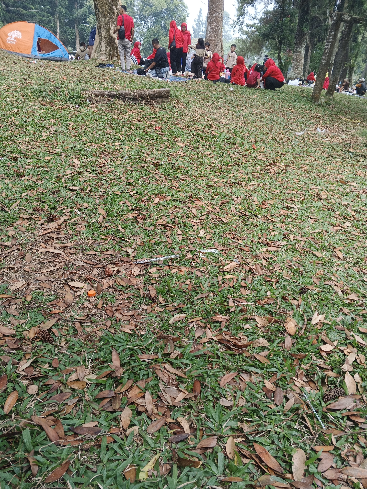 The image shows a grassy area with scattered fallen leaves and pinecones. In the background, a group of people, predominantly wearing red attire, are gathered near a tent and trees. The scene appears to be outdoors, likely a park or recreational area, possibly in Perbawati, Indonesia, given the context. The ground is covered with a mix of green grass and dry, brown leaves. Several individuals are seated on the ground or on mats. A tent, colored orange and blue, is visible on the left side of the frame. The overall atmosphere suggests a casual outdoor gathering or camping event.