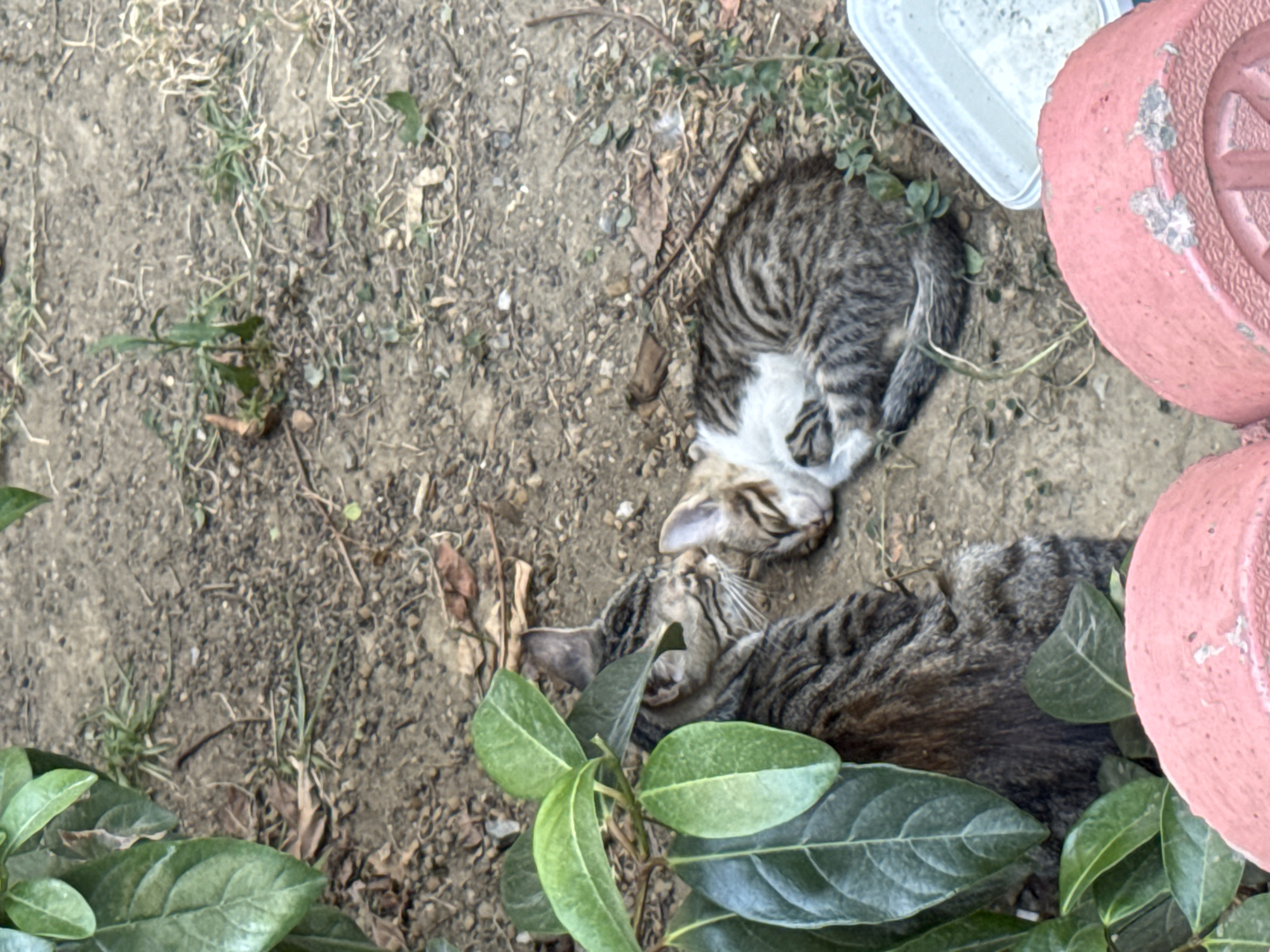 In Gungoren, Turkey, two tabby cats are resting on the dirt ground near green foliage. One cat, larger and more adult-like, is positioned on the left, with its head tilted towards a smaller kitten. The kitten, curled up and sleeping, is nestled to the right of the larger cat, appearing to be in close proximity and perhaps seeking comfort. The environment suggests an outdoor setting, possibly a garden or yard, with dry leaves, small plants, and loose soil visible. In the background, a white plastic container is partially visible. The overall scene depicts a moment of tranquility between the two felines in an urban outdoor space.