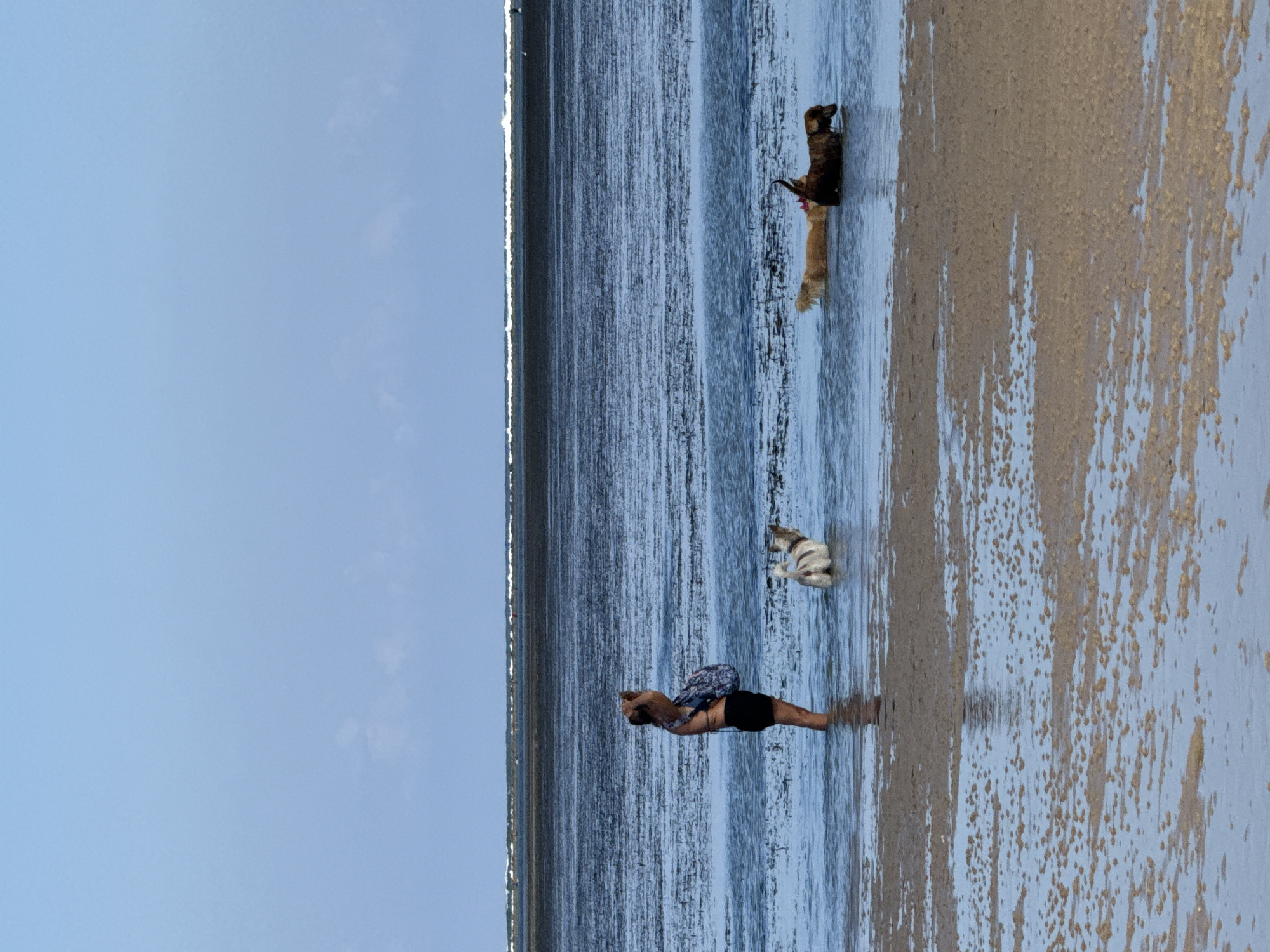A woman with dark hair tied in a bun, wearing a dark bikini top and black shorts, stands in shallow water at a beach, looking out towards the horizon. She has a patterned bag slung over her right shoulder. To her right, a small, light-colored dog with dark markings on its head and back stands in the water. Further to the right, two larger dogs are in the water; one is a golden-brown color and appears to be lying down, while the other is dark brown and is facing away from the viewer. The environment is a shallow body of water with a sandy bottom, possibly a tidal flat, with rippling water. In the background, a dark, flat strip of land is visible, with small waves breaking further out towards the horizon. The sky is a clear, pale blue with a few faint white clouds. The sand in the foreground is wet and reflects the light. The image appears to be taken from a low angle. The specific location in Denpasar, Indonesia, is not determinable from the image alone.