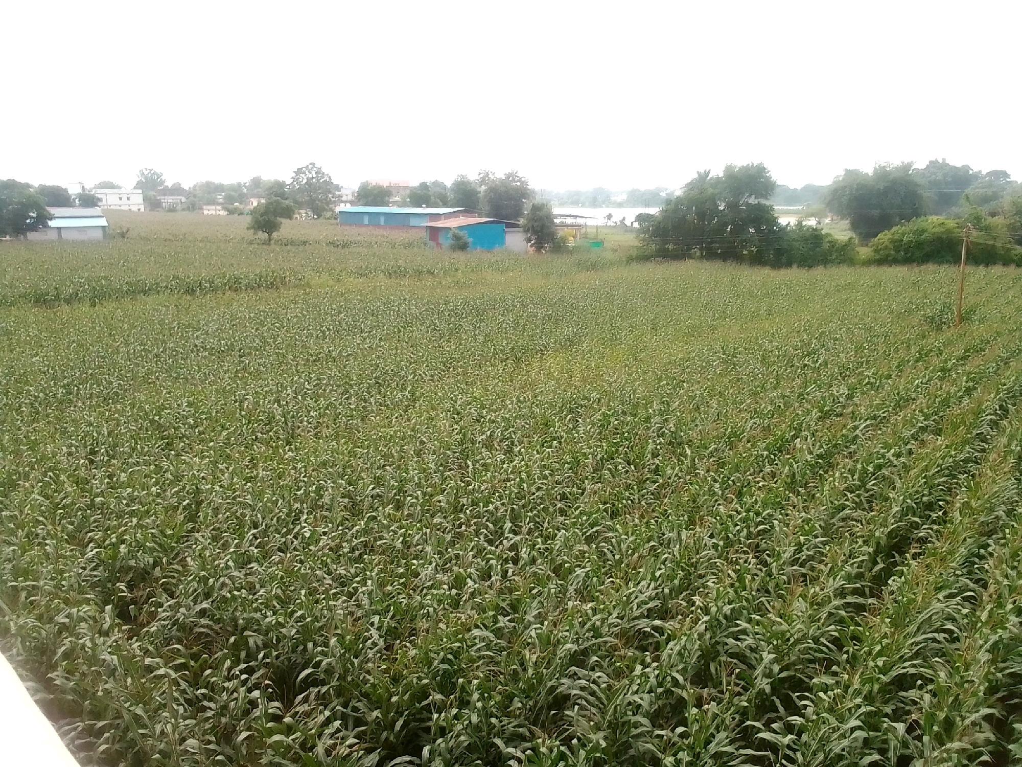 The image depicts a vast, verdant field of crops, likely corn, stretching across the landscape under a bright, overcast sky. In the mid-ground, several structures are visible: a long, light-colored building with a blue roof, another smaller structure with a red roof and blue walls, and a plain white building with a blue roof. These buildings appear to be agricultural sheds or small dwellings. Beyond the immediate field, a line of trees forms a natural boundary, with a glimpse of a body of water, possibly a lake or river, and more distant foliage. The scene suggests a rural setting within or on the outskirts of Anjaniya, India. There are no people or animals visible in the image.