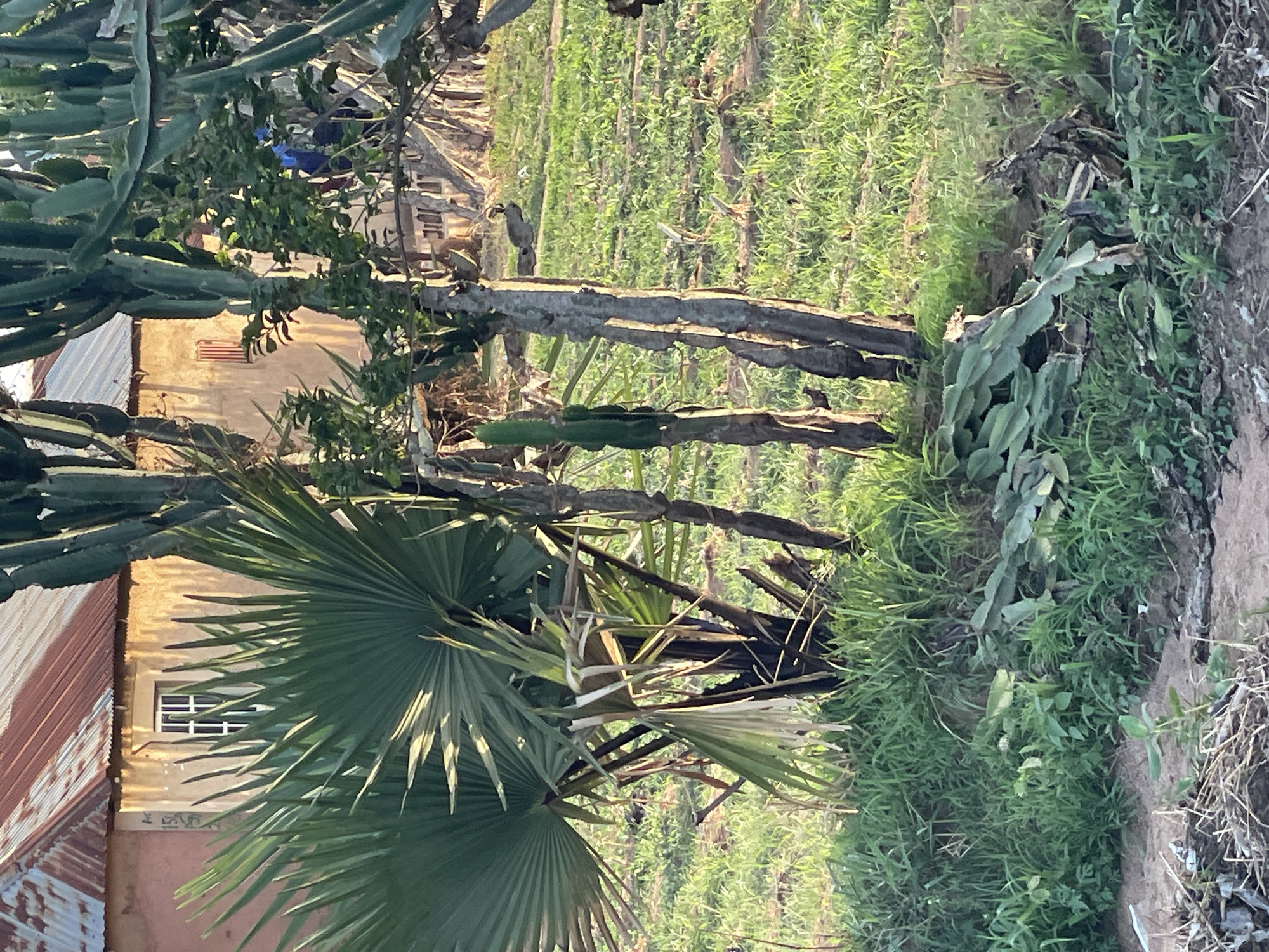 The image depicts a rural scene in Barikin Gidar Kanat, Nigeria. A building with a rusted corrugated metal roof and a painted wall is visible behind a large palm tree. Adjacent to the building is a cultivated field. There is a dirt path on the right edge of the image. Various other plants and trees are interspersed throughout the scene.