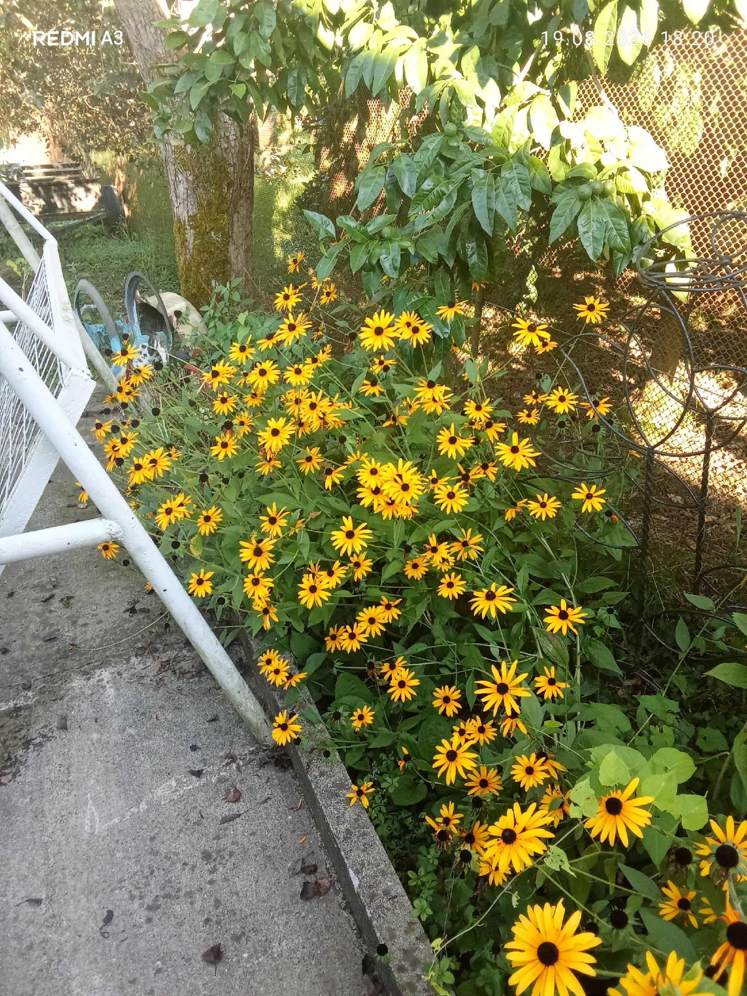 The image shows a cluster of yellow Black-eyed Susan flowers with dark centers, growing in a garden. The flowers are in full bloom, with some wilting or spent blooms also visible. In the background, there is a tree with mossy bark, dense green foliage, and a chain-link fence. A white railing and a concrete path or stairs are visible in the foreground. A portion of a bicycle wheel can be seen behind the railing. The scene appears to be outdoors, possibly in a residential yard, in the city of Pshap, Abkhazia. The lighting suggests it is daytime, with sunlight casting shadows.