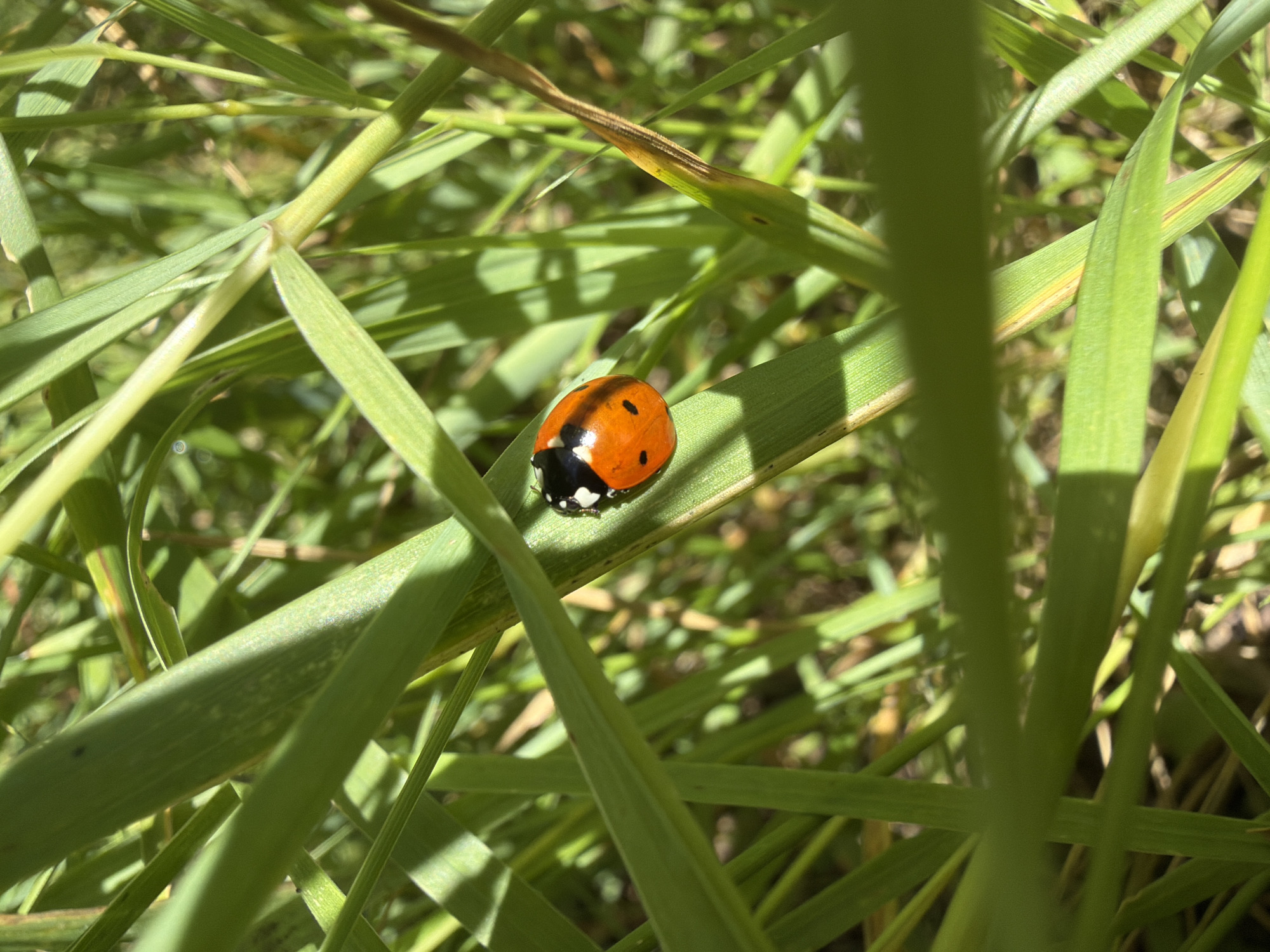 A close-up, low-angle shot captures a ladybug on a blade of grass. The ladybug, predominantly orange with black spots and a black head with white markings, is positioned on a vibrant green leaf. The background is filled with a dense arrangement of green grass blades, some in focus and others blurred, creating a sense of depth. Sunlight filters through the grass, casting shadows and highlighting the textures. The scene appears to be outdoors, possibly in a natural setting or a garden. There is no indication of the specific location in Kramatorsk, Ukraine.