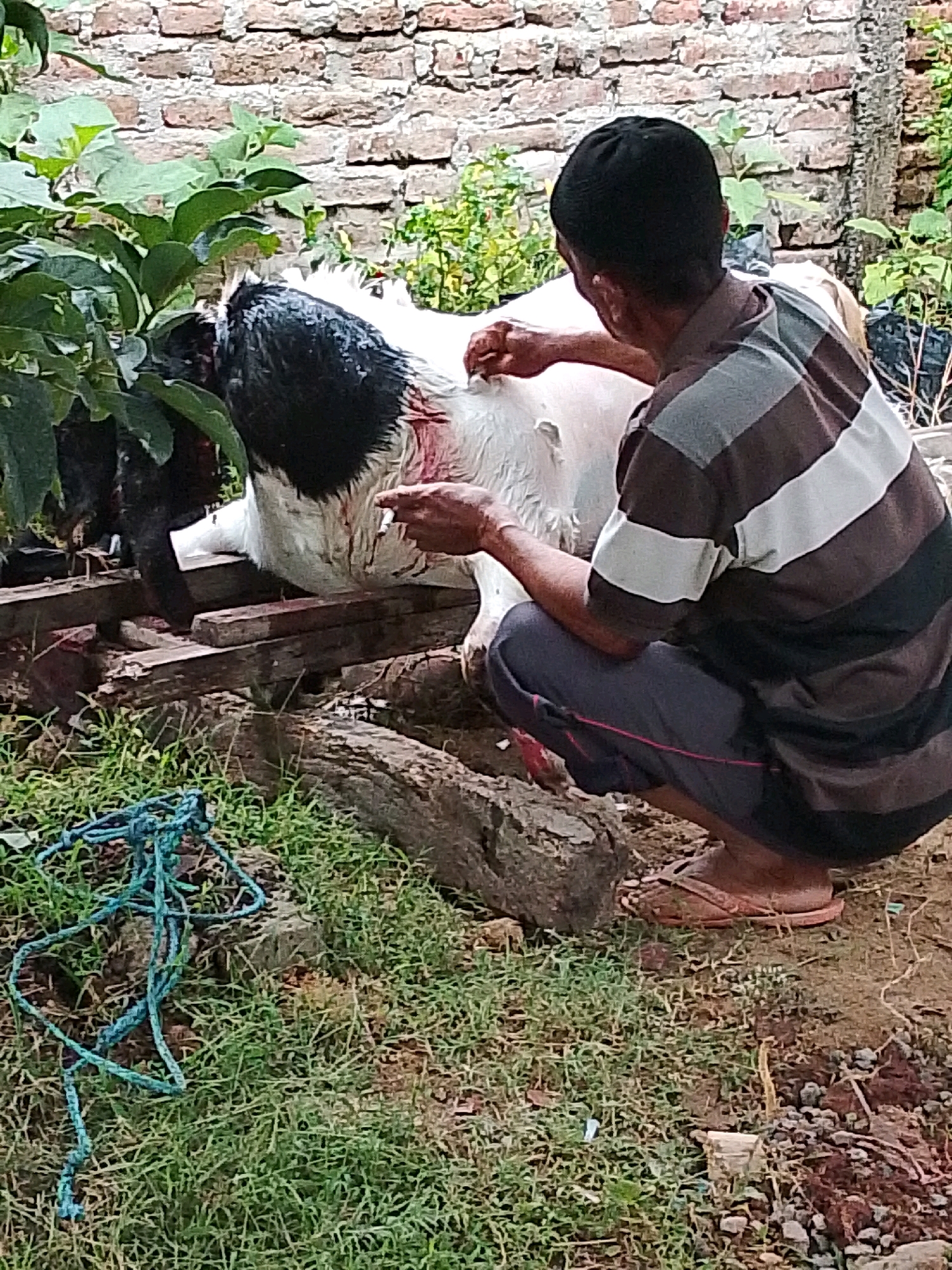 A person is kneeling beside a goat that is lying on wooden planks. The goat appears to be injured, with blood visible on its white fur and a black patch on its head and neck. The person is wearing a striped shirt and dark pants and is holding what appears to be a cigarette. The background consists of a brick wall and greenery. The scene is outdoors, with grass and dirt on the ground. Based on the context, this scene is likely taking place in the city of Trenggalek, Indonesia, as this is where the image was taken and uploaded.